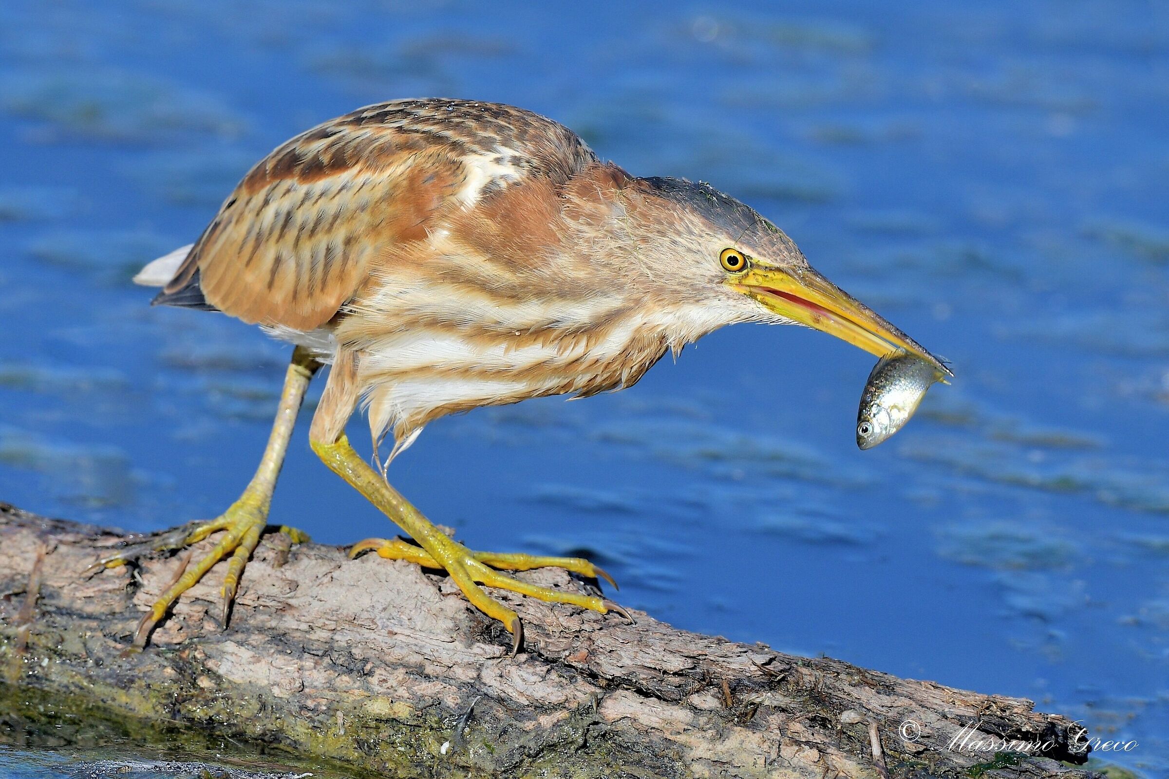 Tarabusino (Ixobrychus minutus)