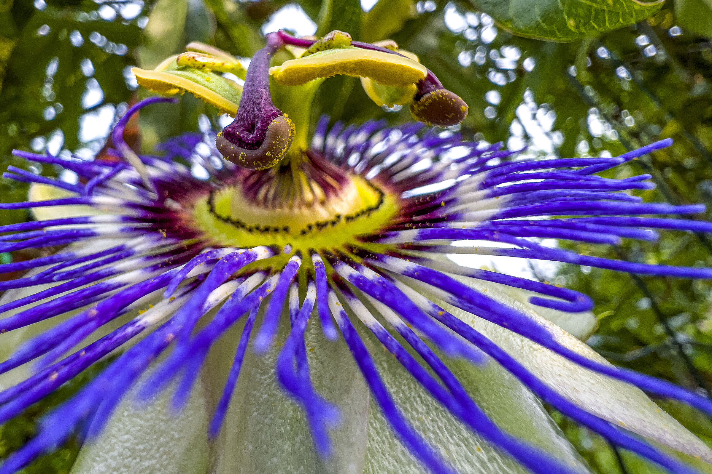 passiflora