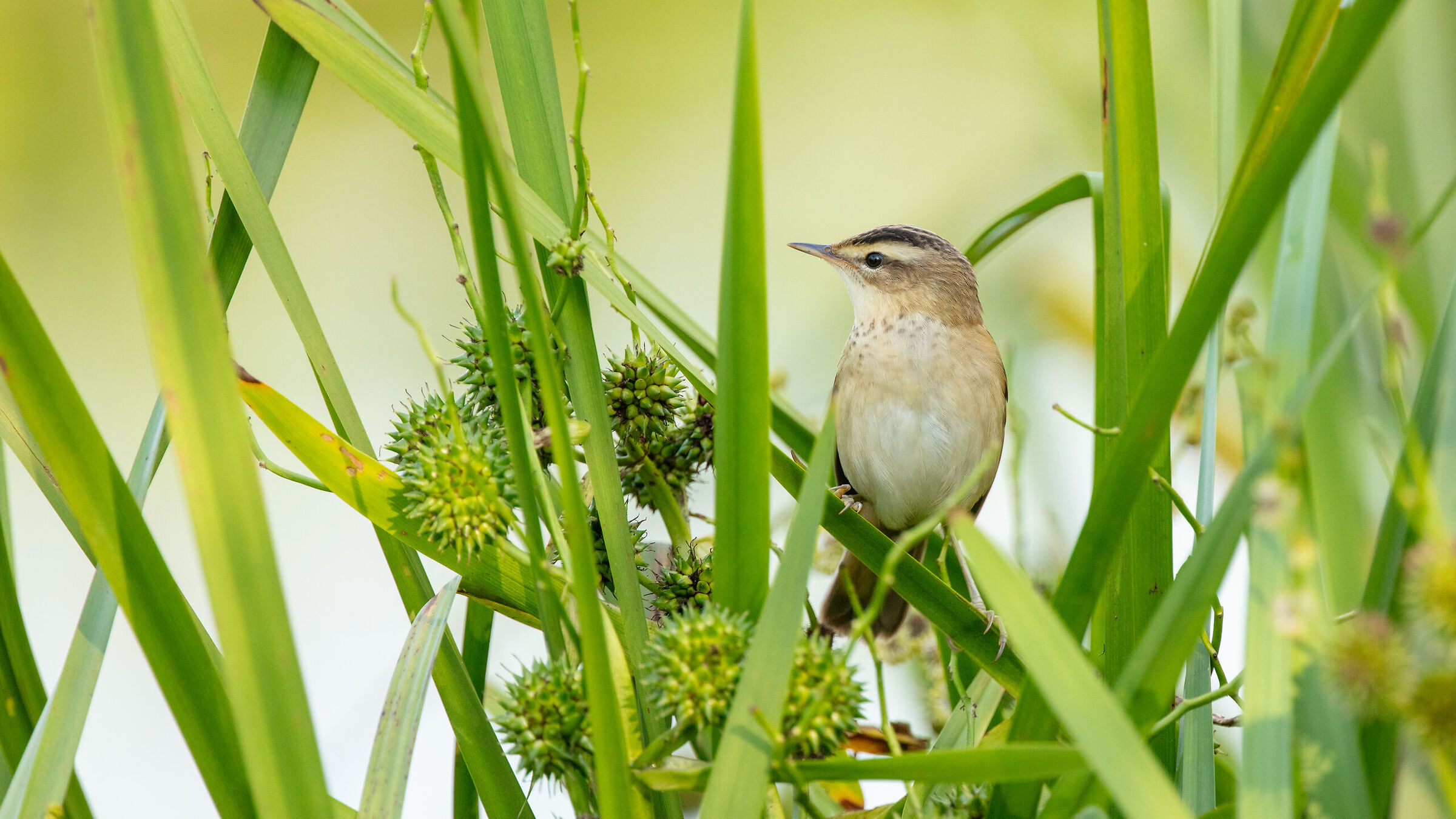 Acrocephalus schoenobaenus
