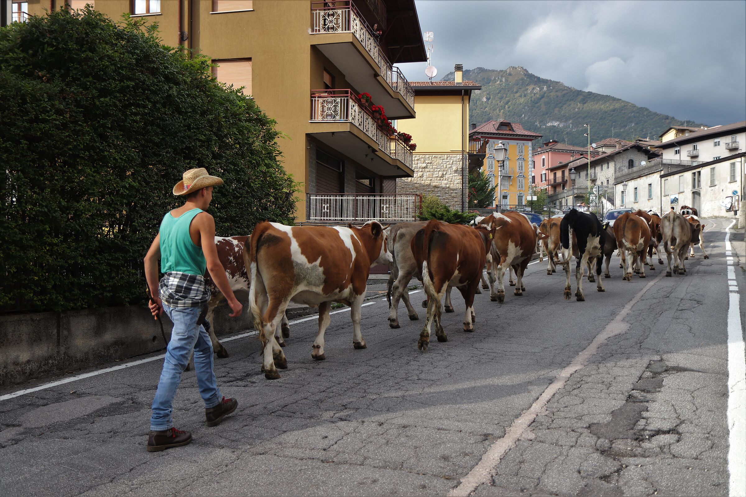 ....quasi una transumanza....