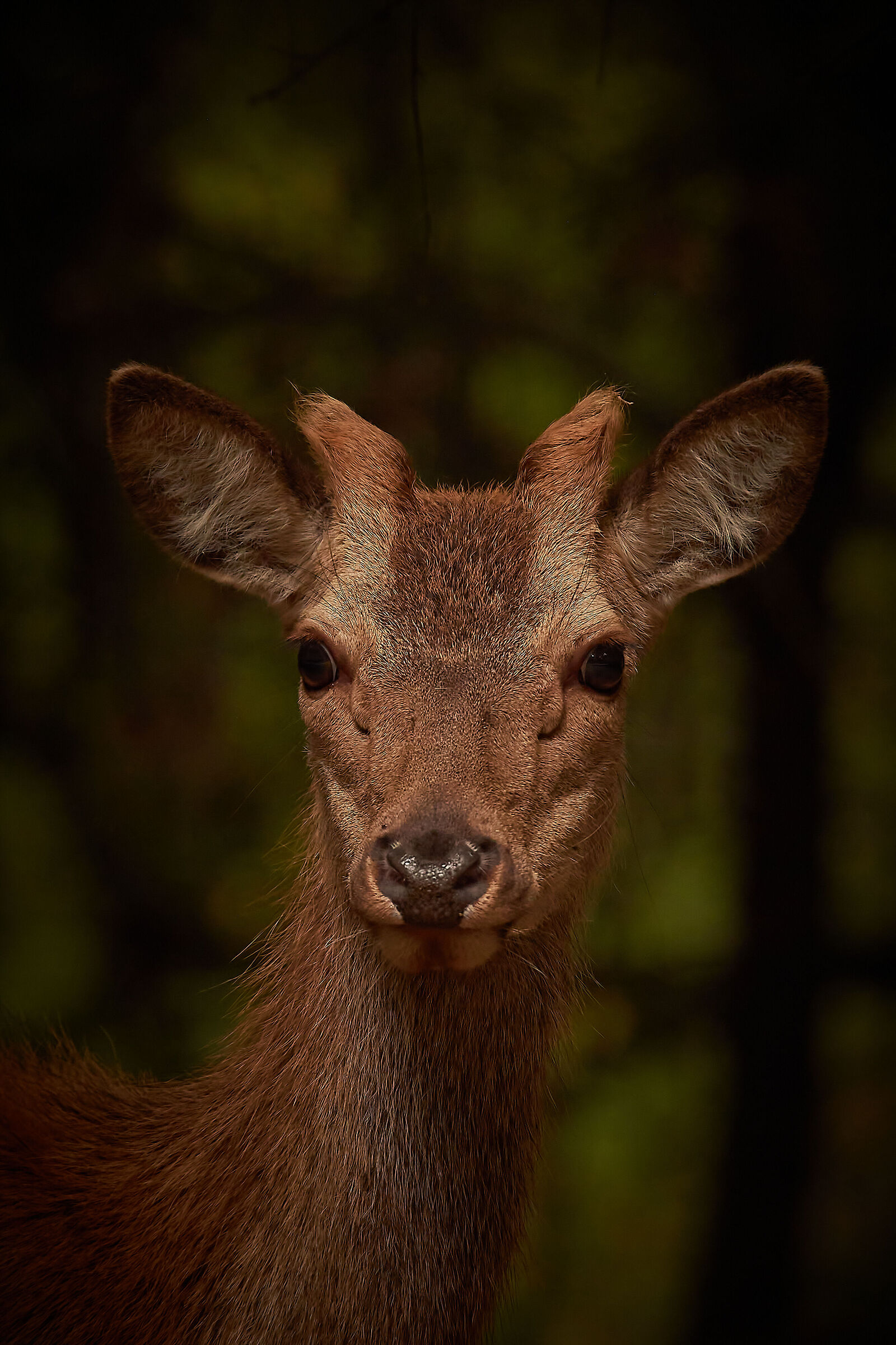 Ritratto di Fanciullo