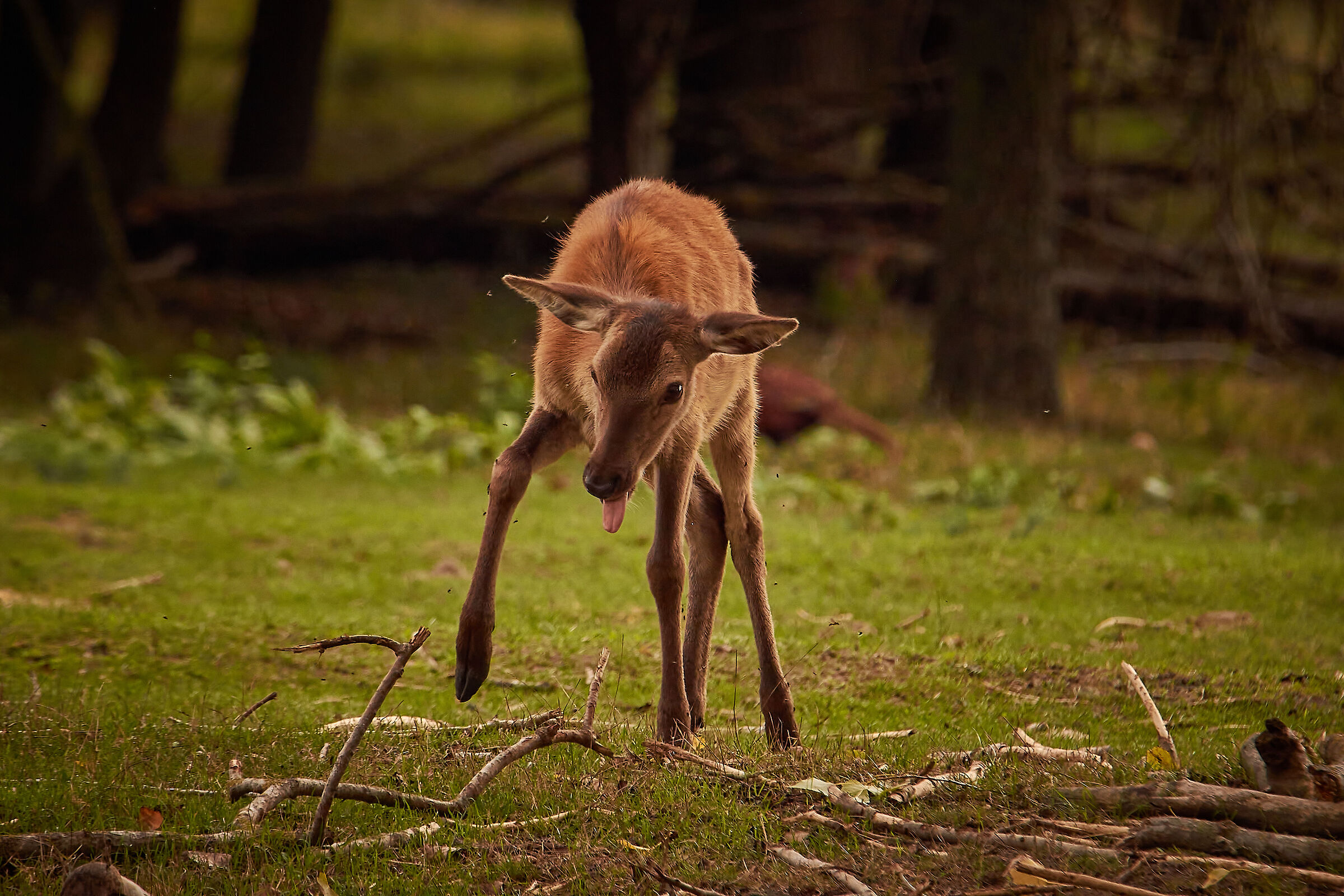 "..e correre felici a perdifiato..."