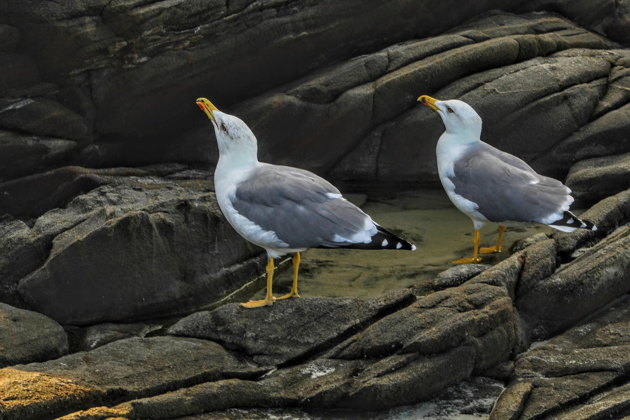 Attenti a quei due!!!