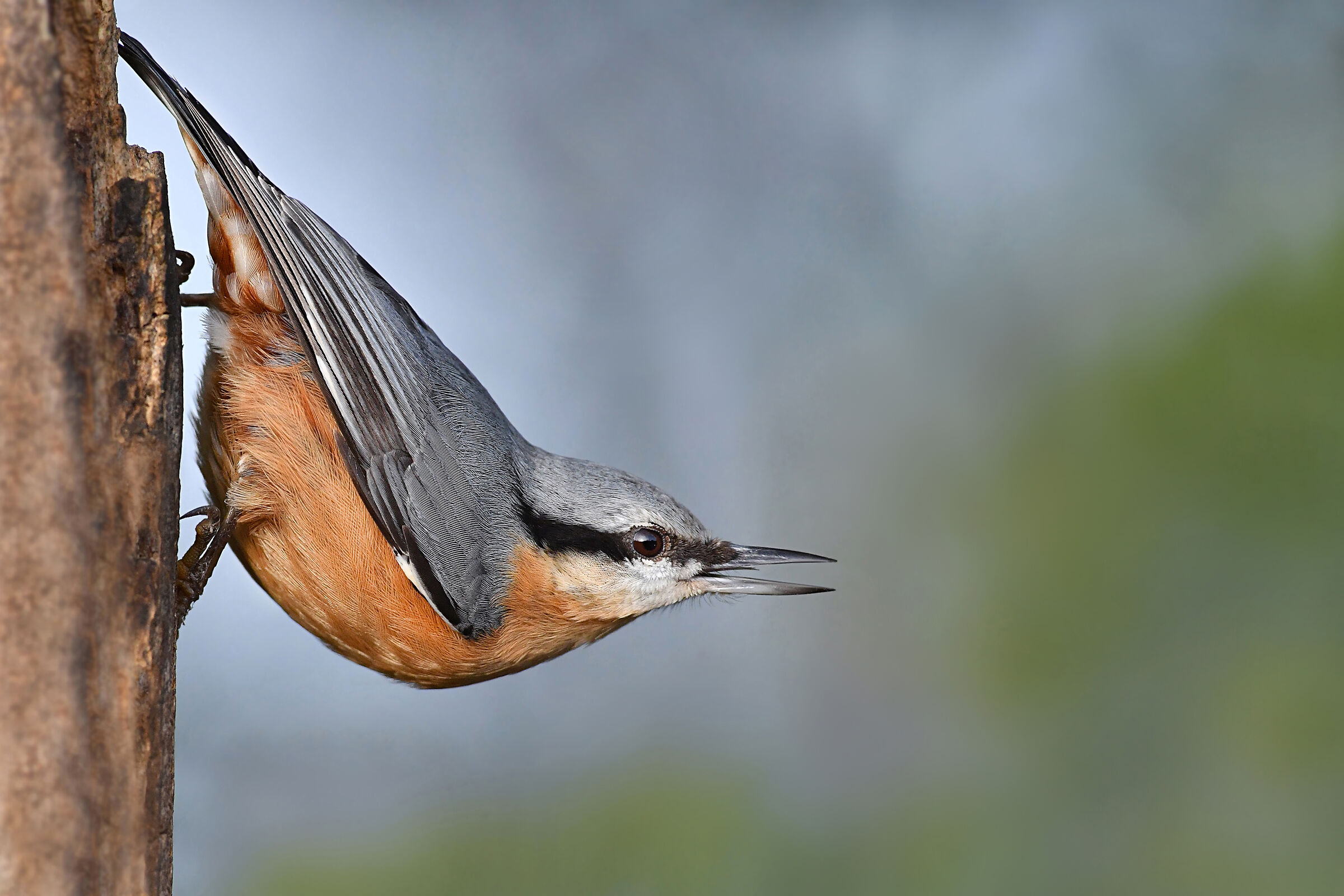 la posa del muratore