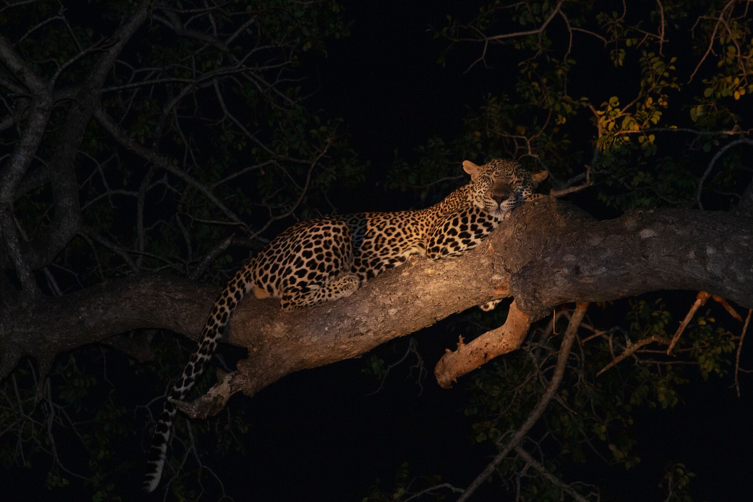 Sonnellino... disturbato