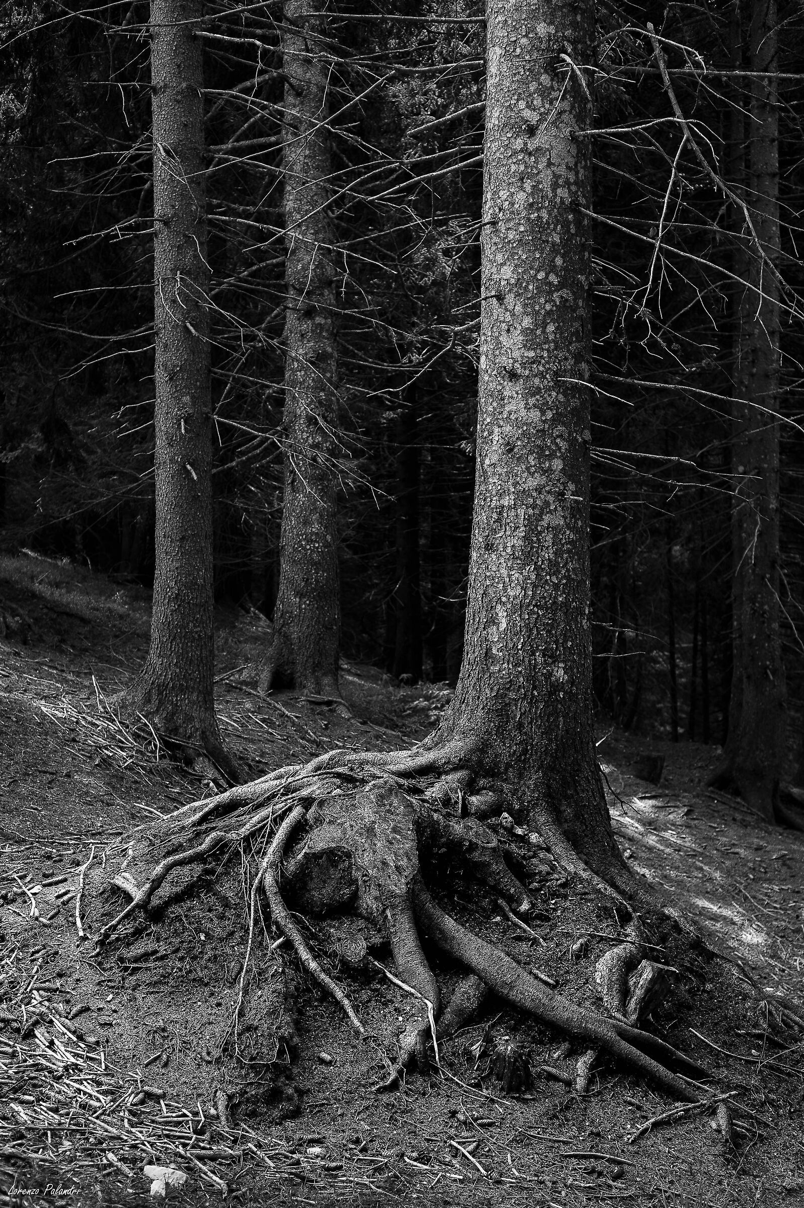 Vecchio amico, sarò sempre con te