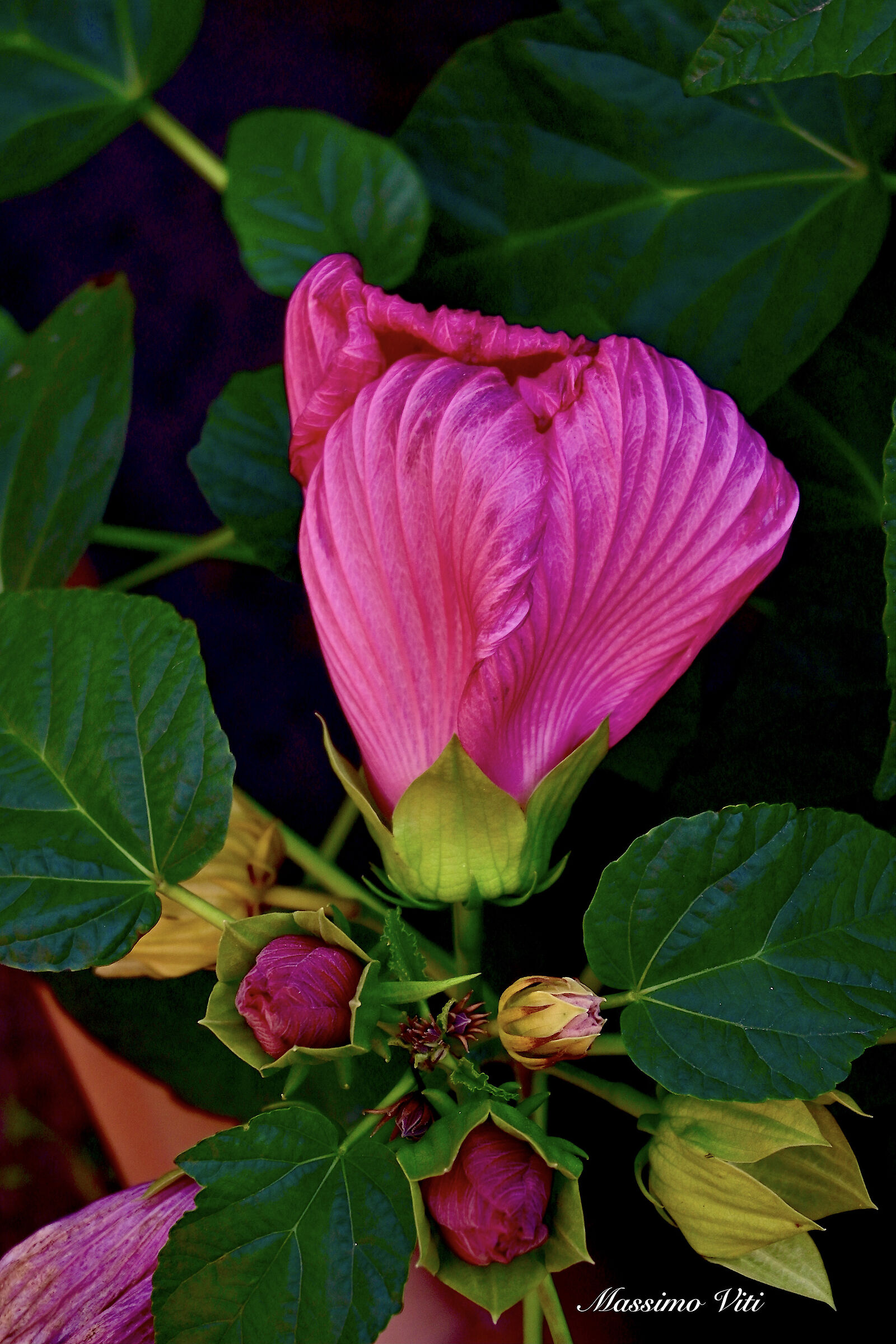 Flowers - Nikon Zfc