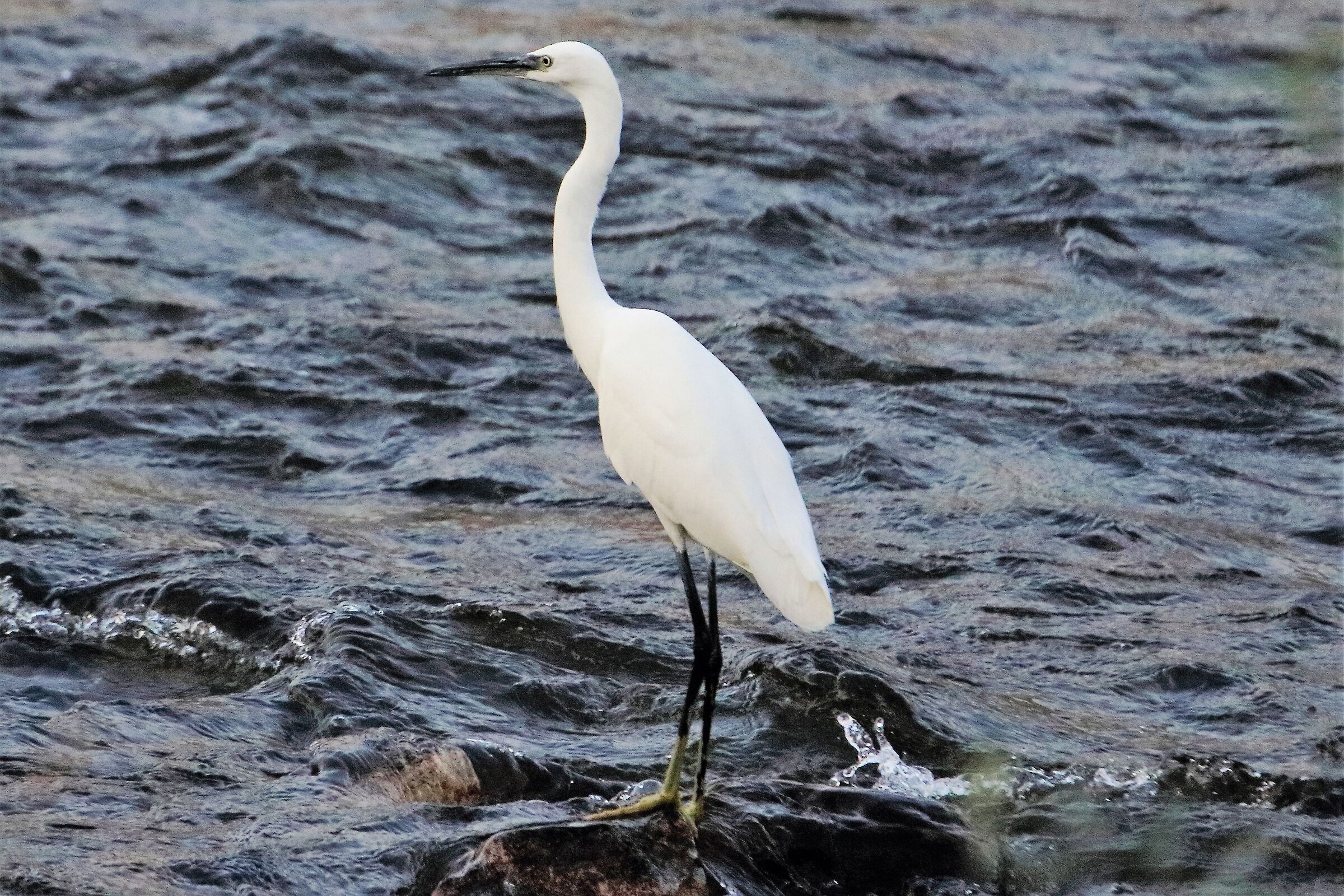 egret 037