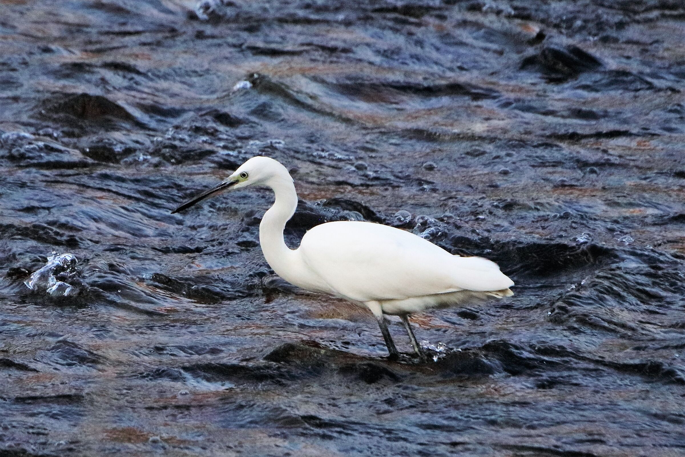 Egret 039