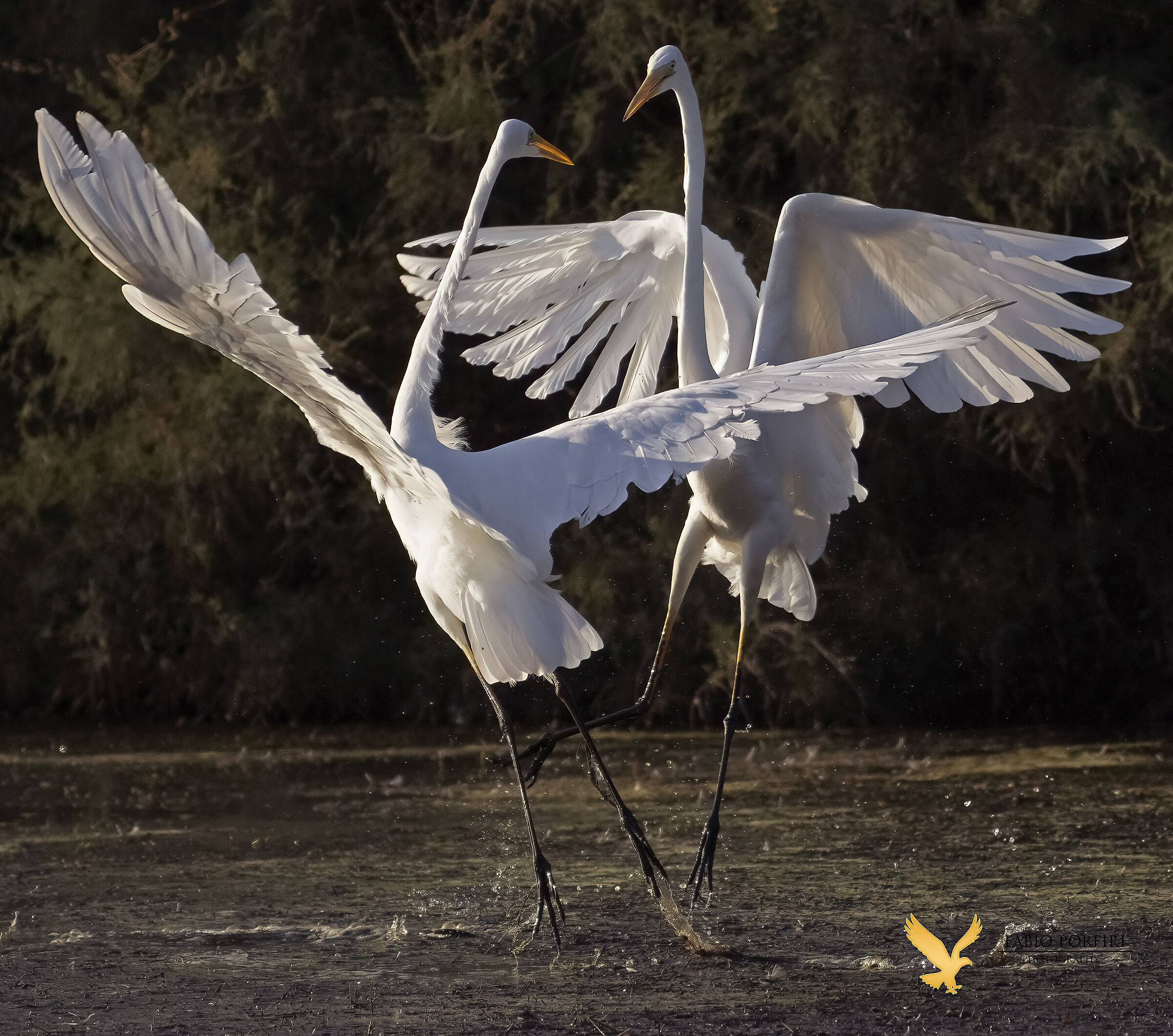 the dance continues ...