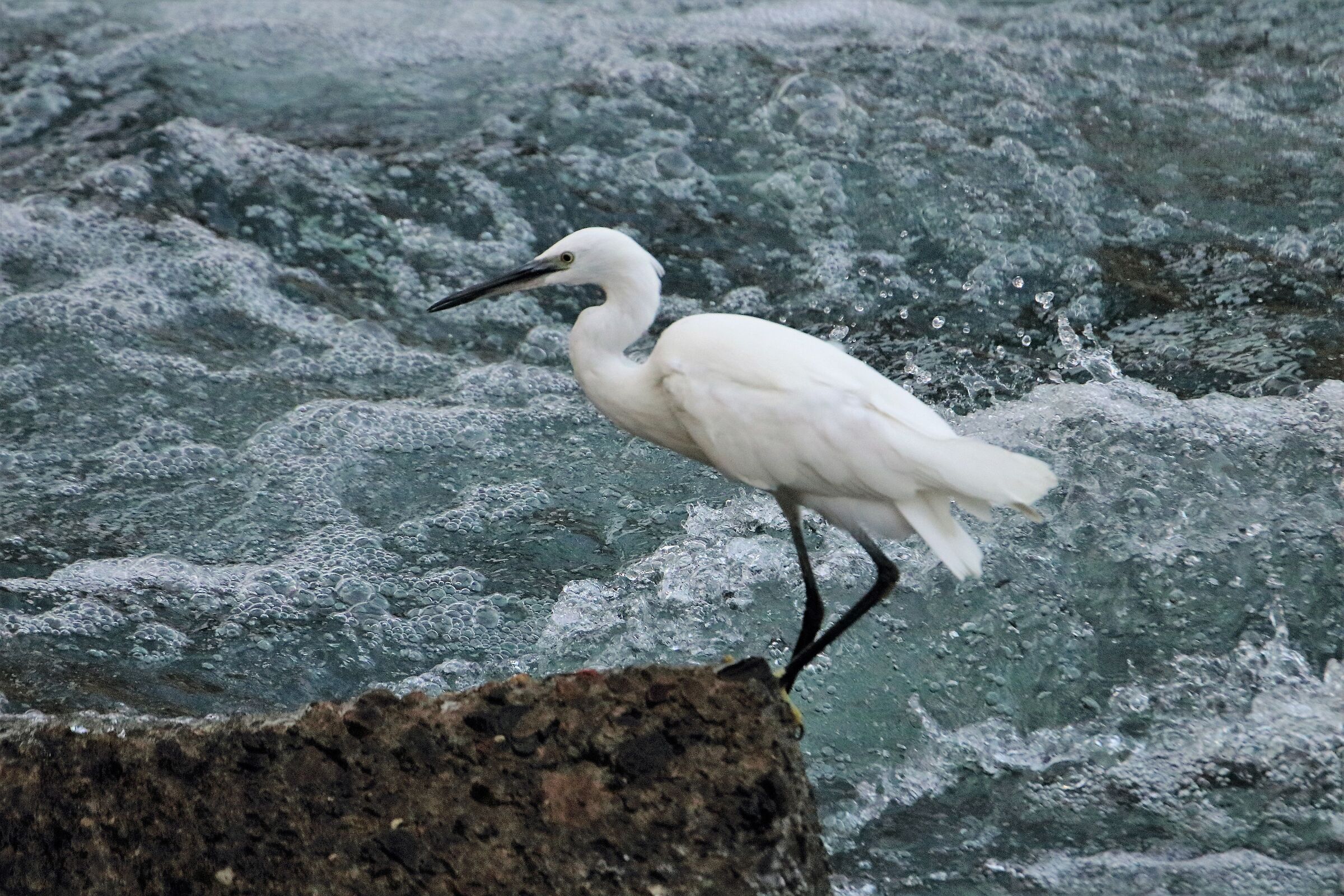 Egret