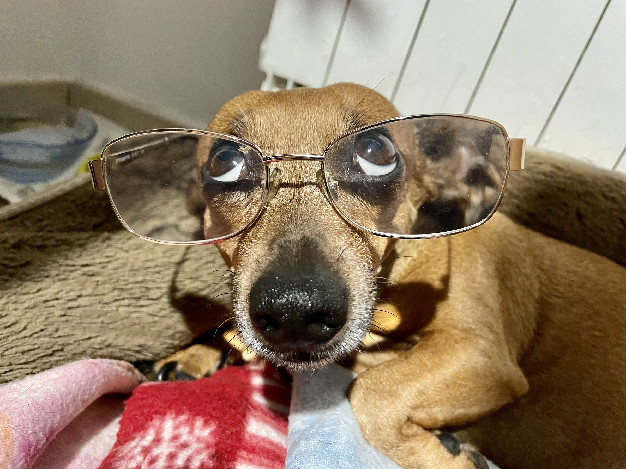 Lilli the intellectual!