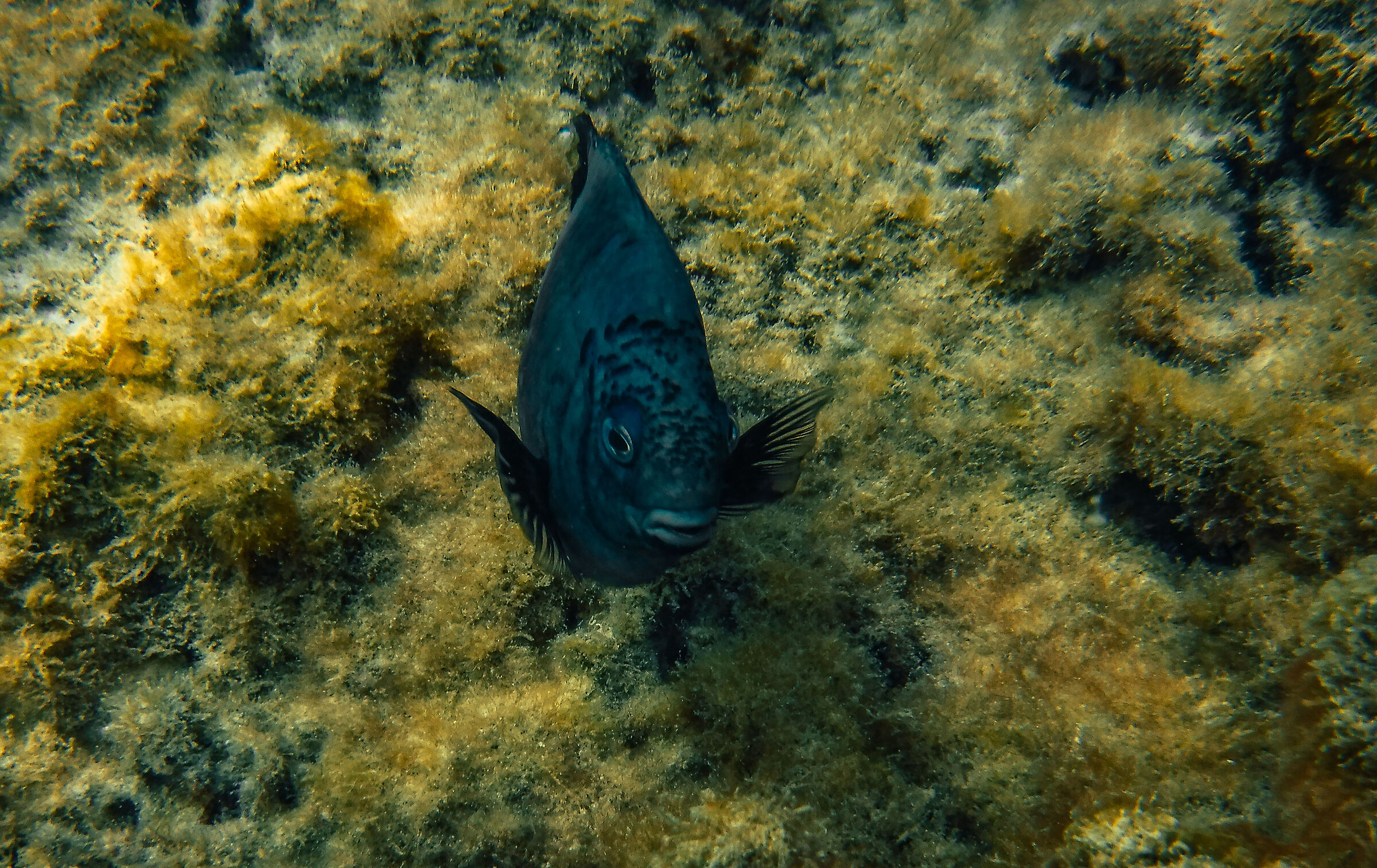 wrasse coral reef mauritius