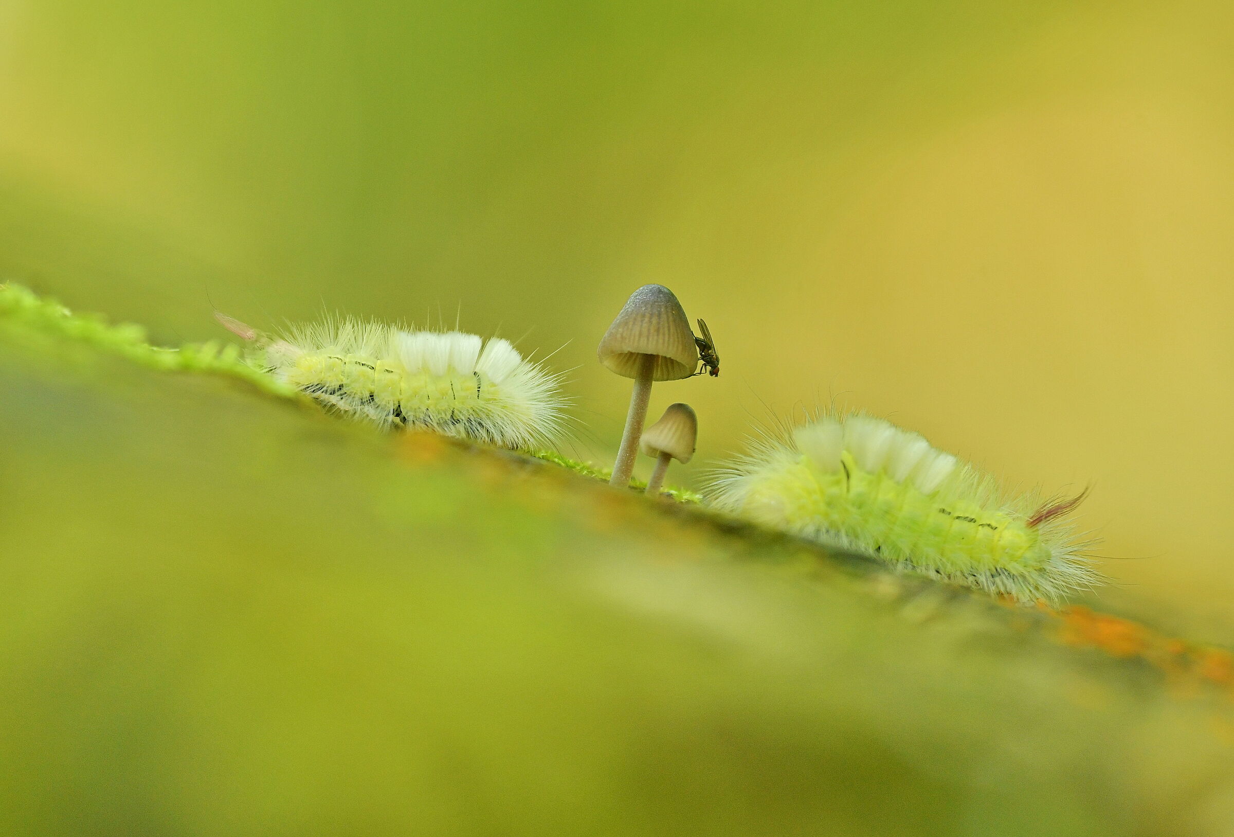 meeting at the fly mushroom