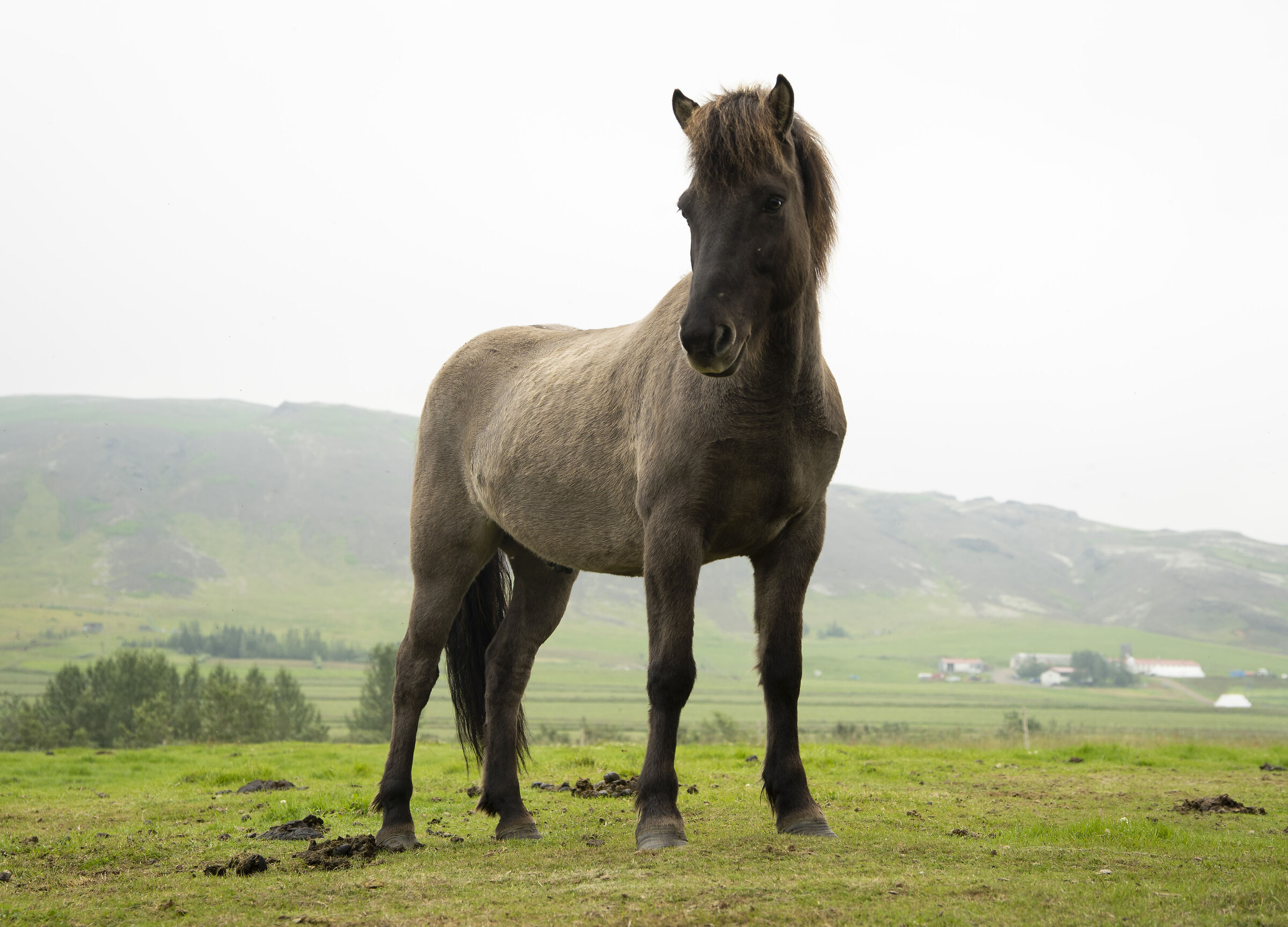 Icelandic horse