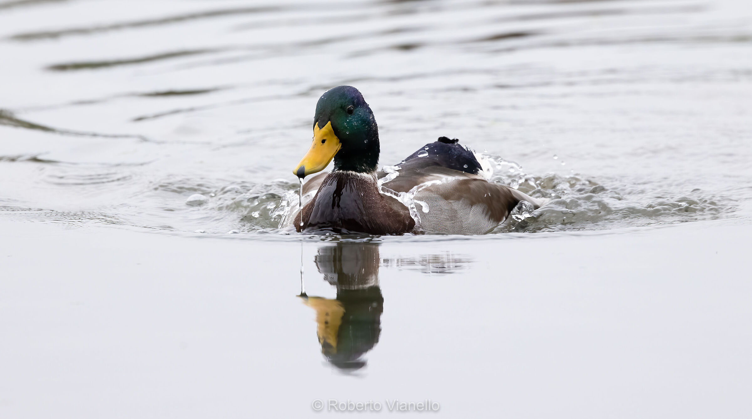 Germano reale (Anas platyrhynchos)