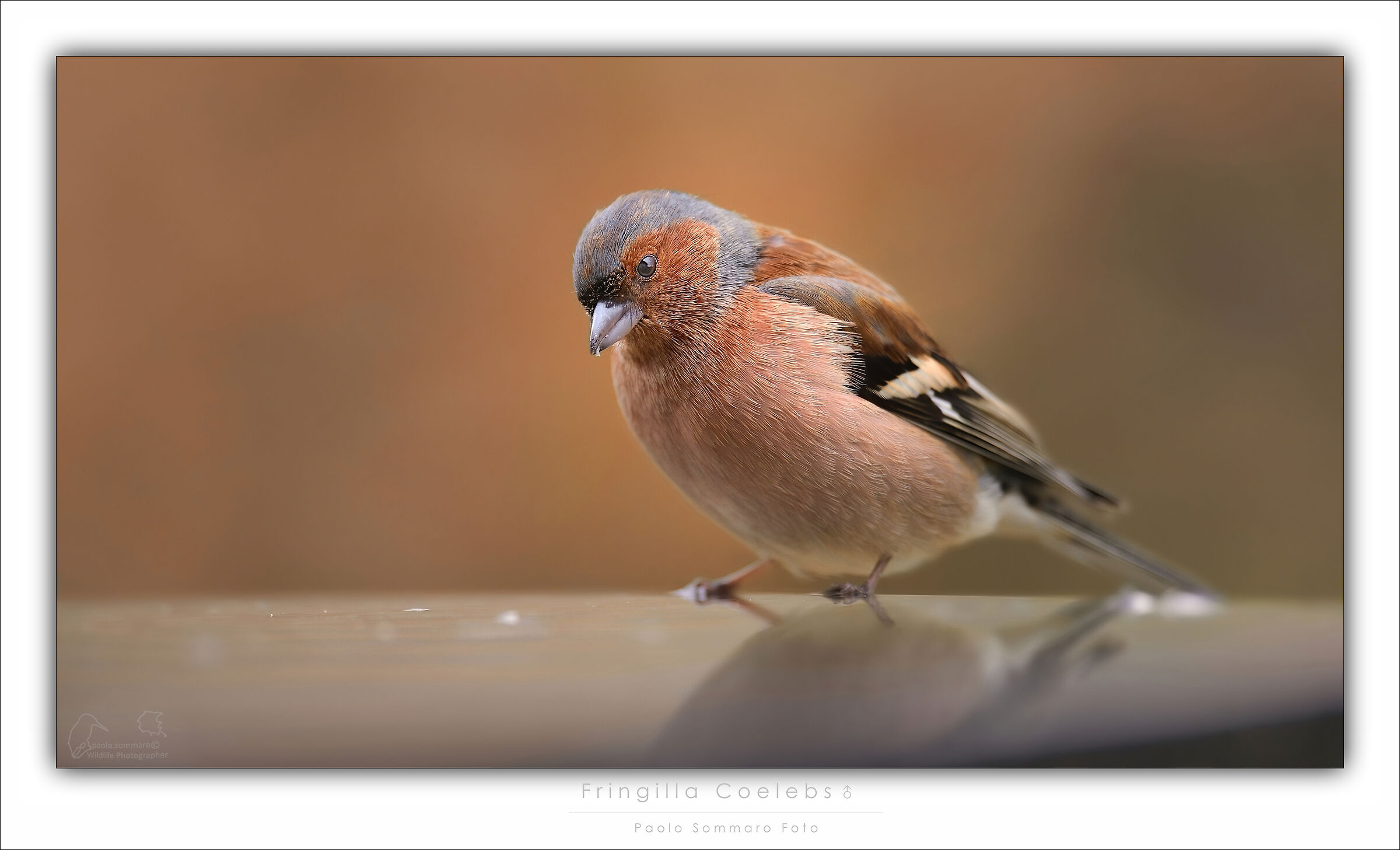 Fringuello maschio