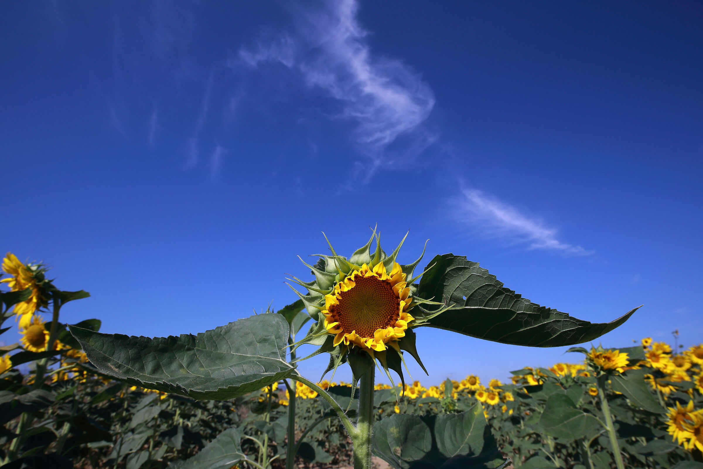 The lightness of being