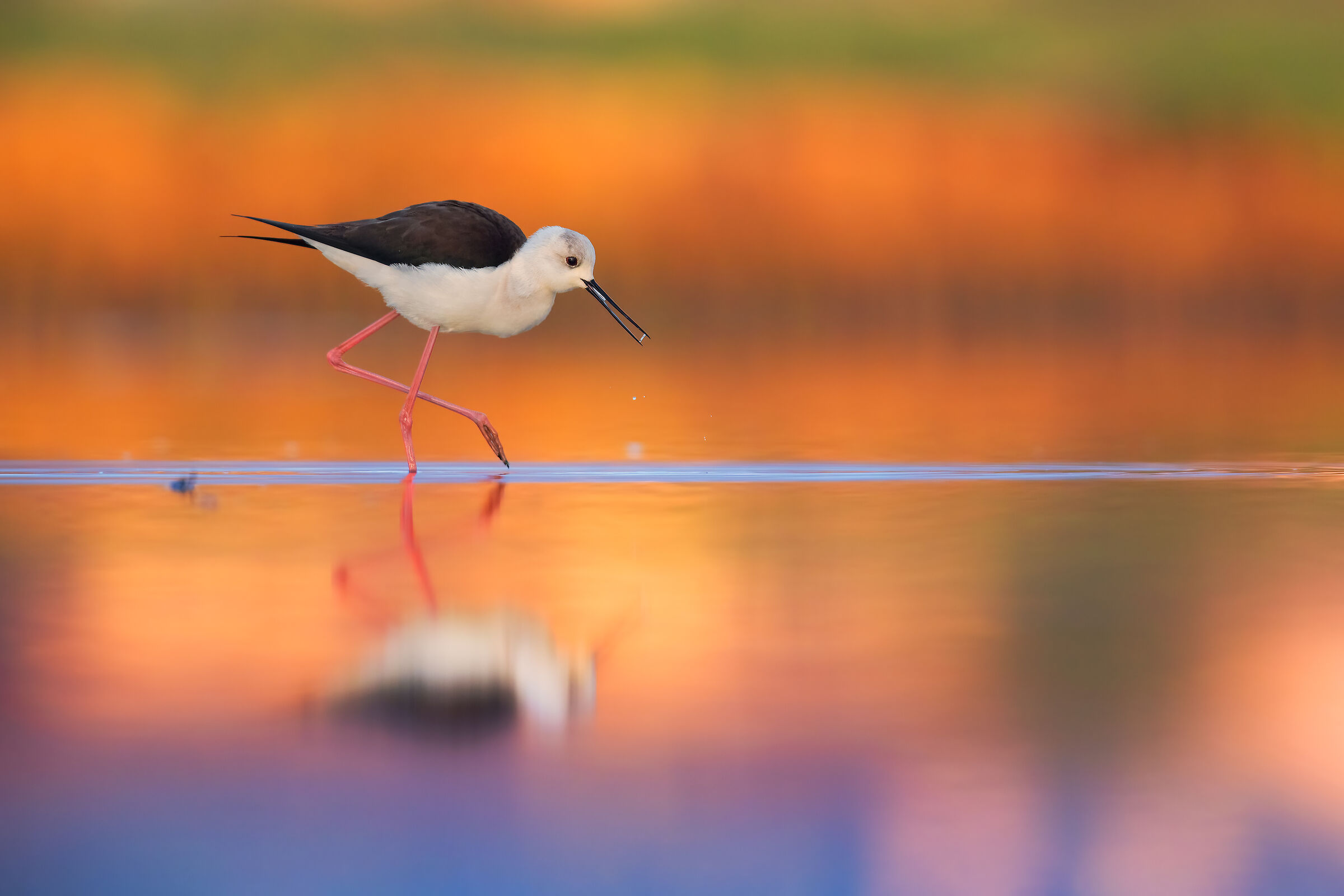 Alba, suoni, luci e colori