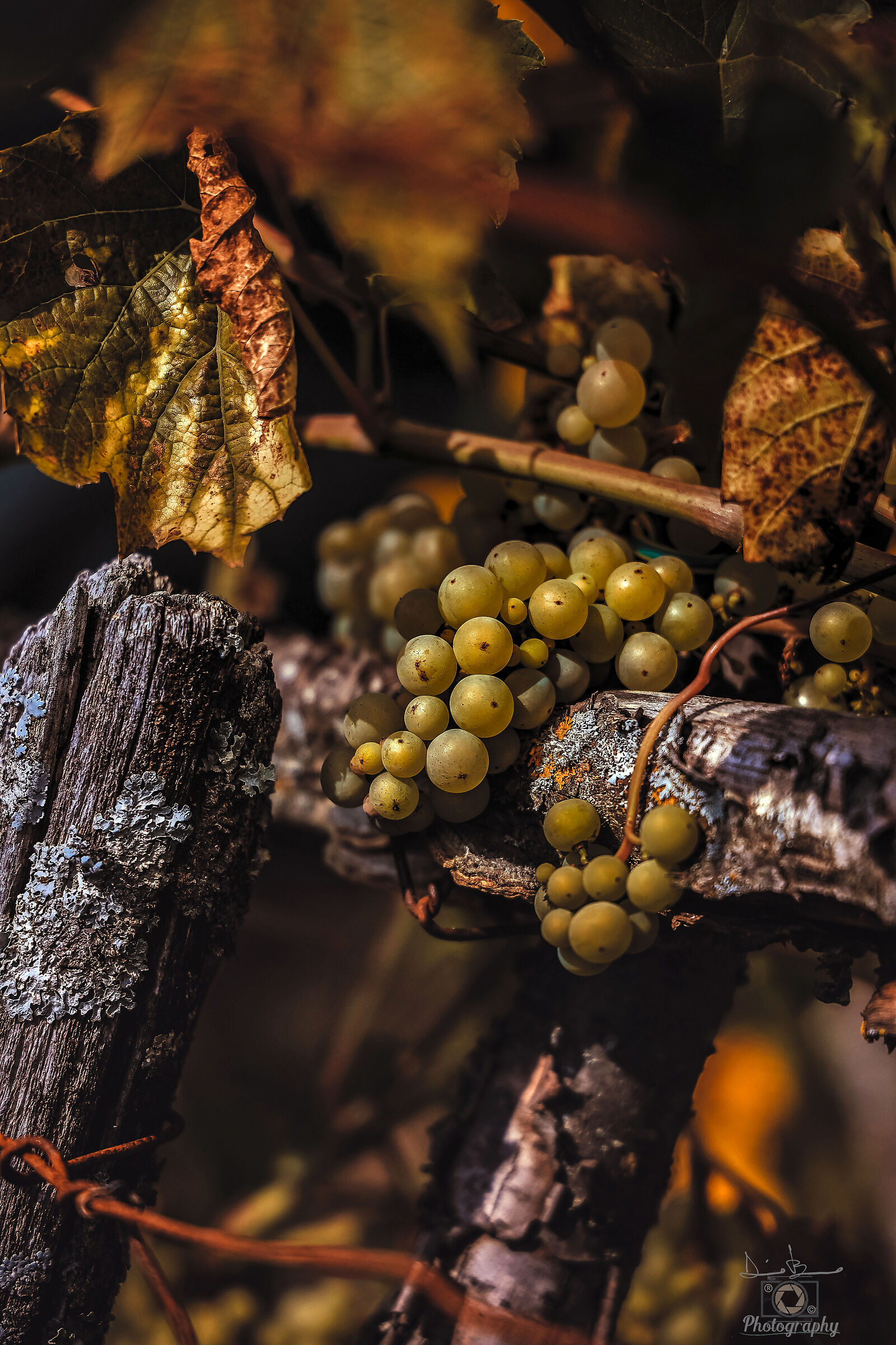 l' autunno con i suoi colori