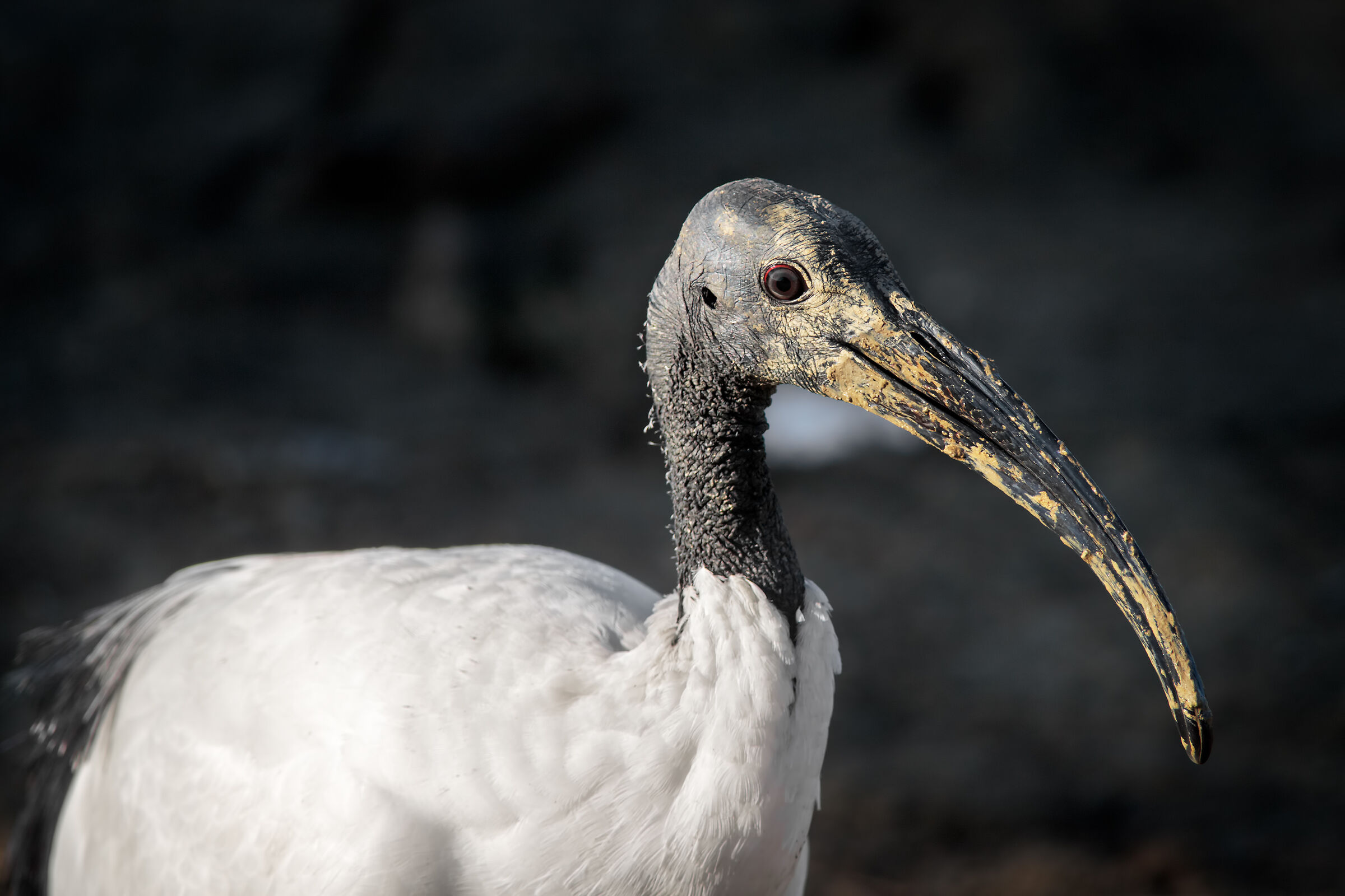 Lo spazzino dei fondali palustri