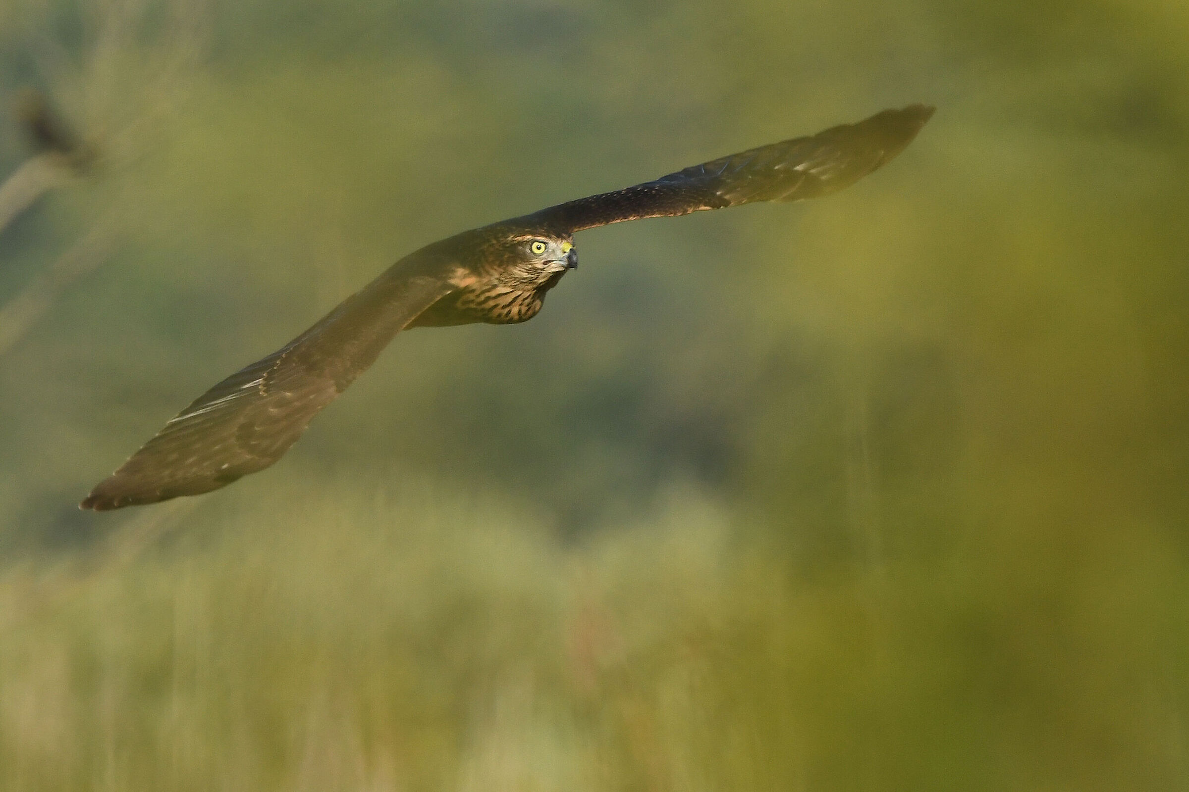 Accipiter gentilis