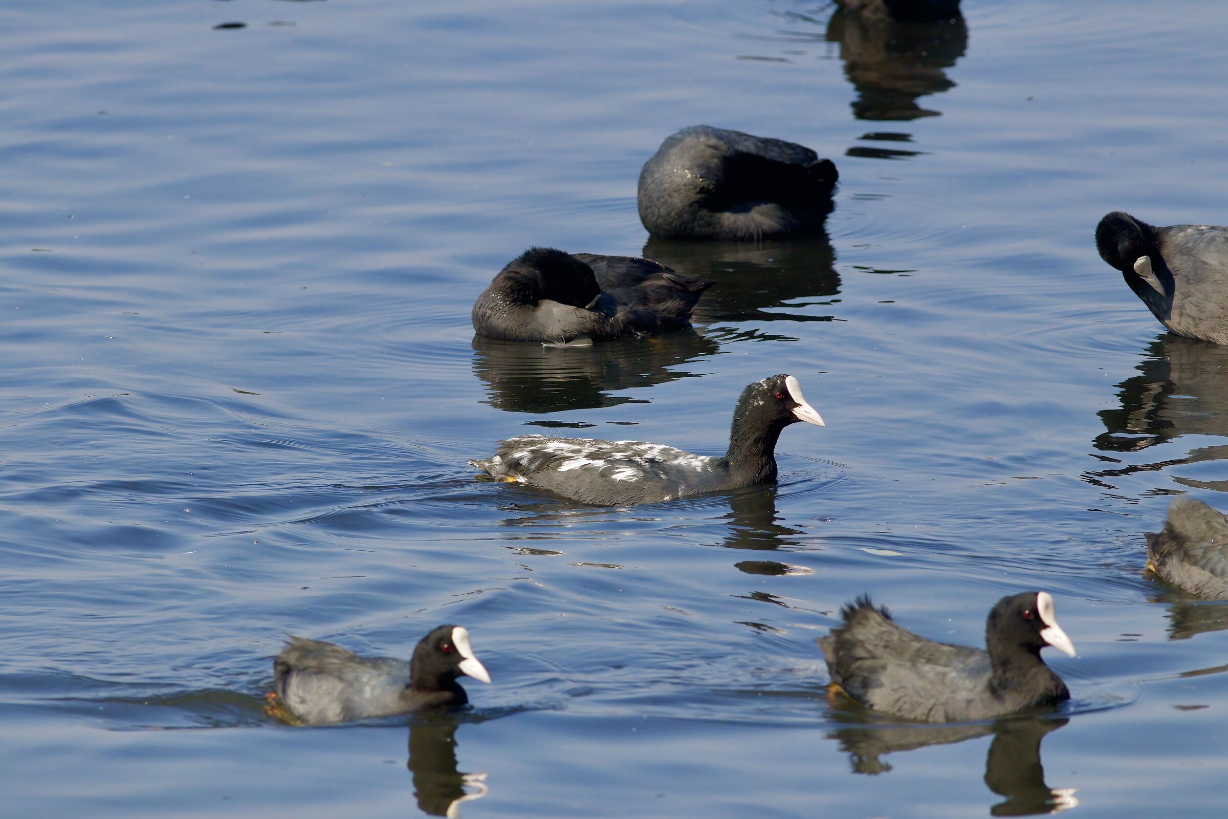 albino coot
