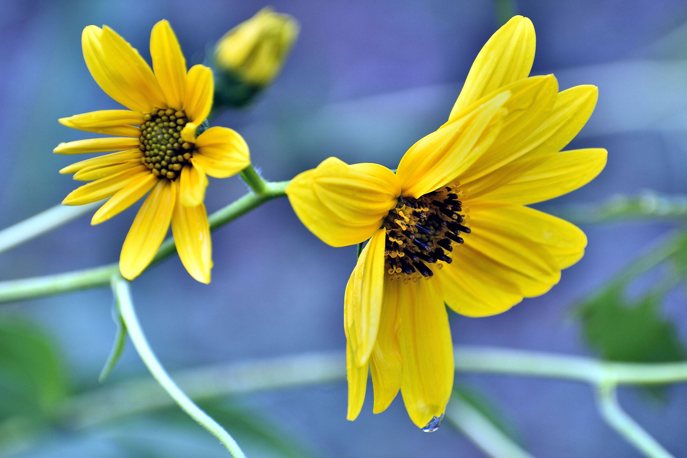 Jerusalem artichoke after downpour