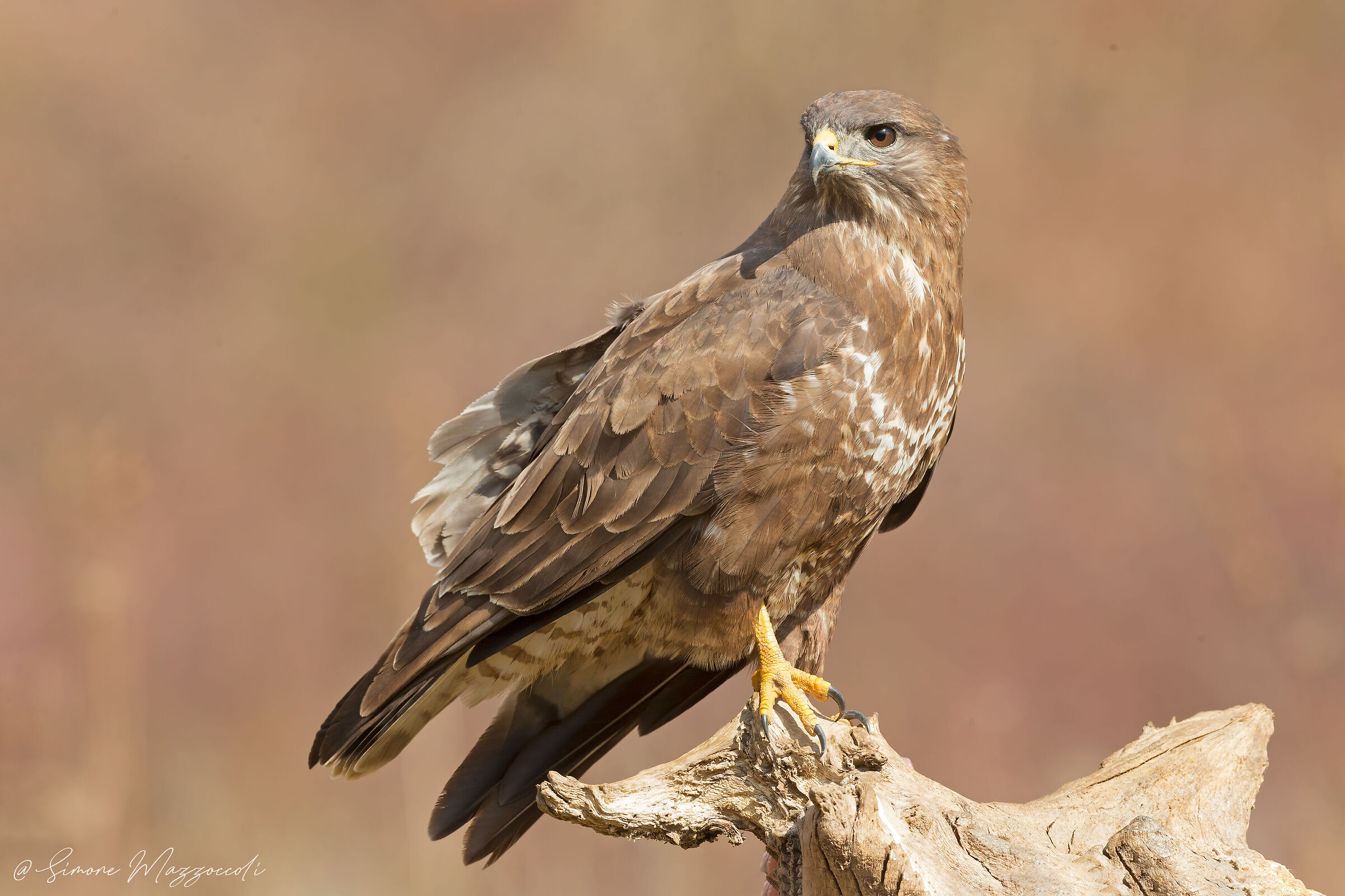 Buzzard