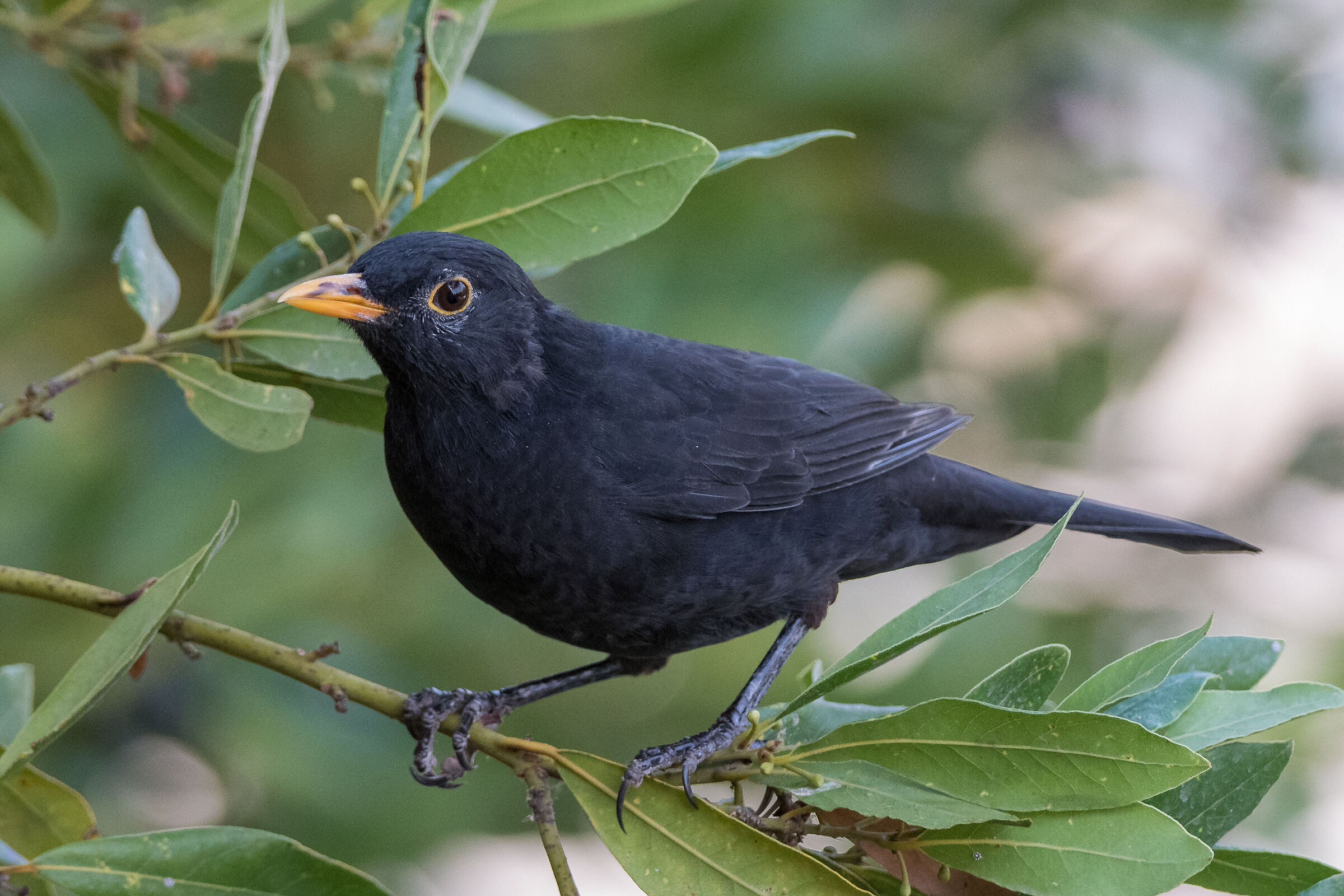 Blackbird