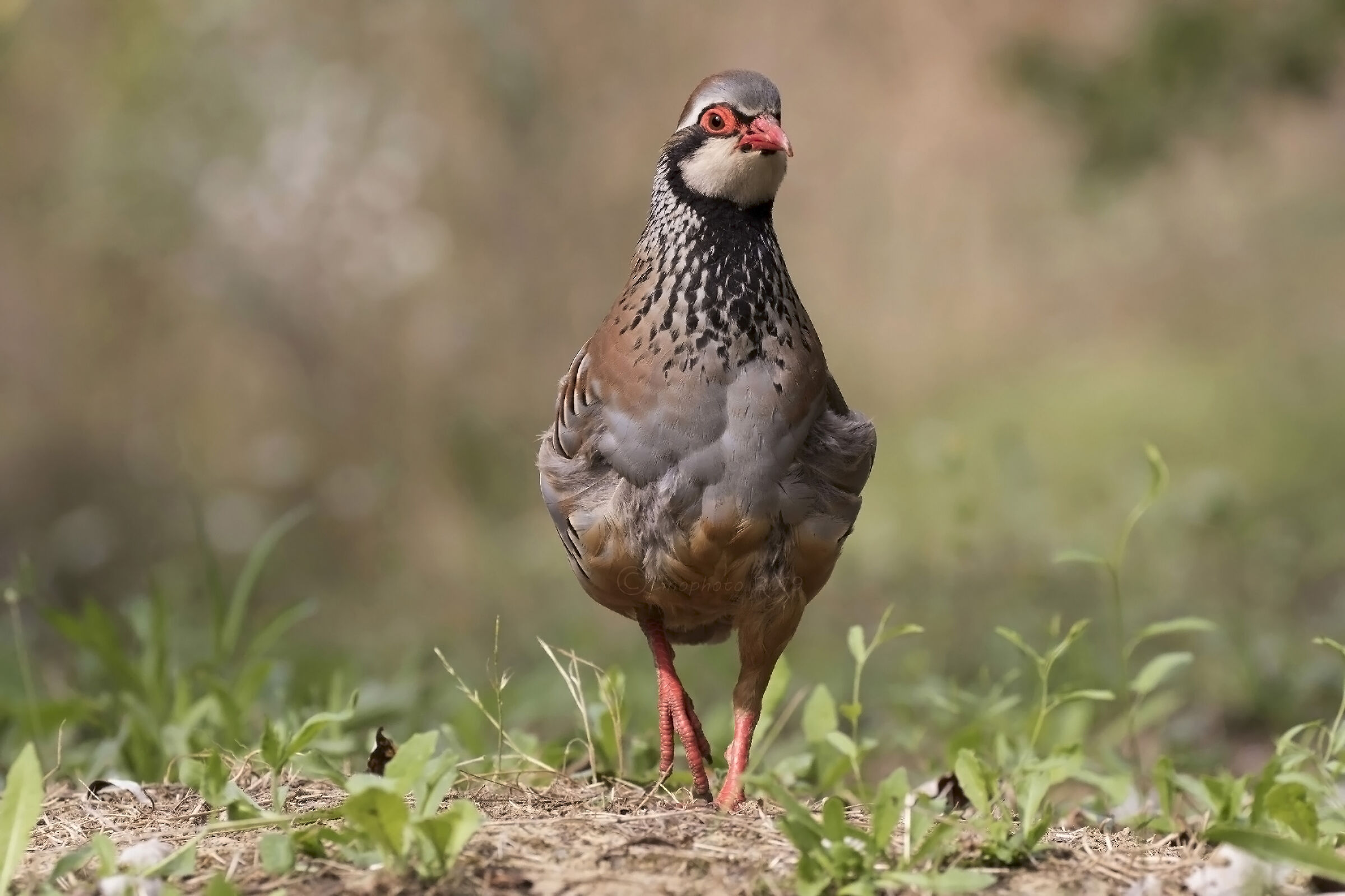 Pernice rossa (Alectoris Rufa)