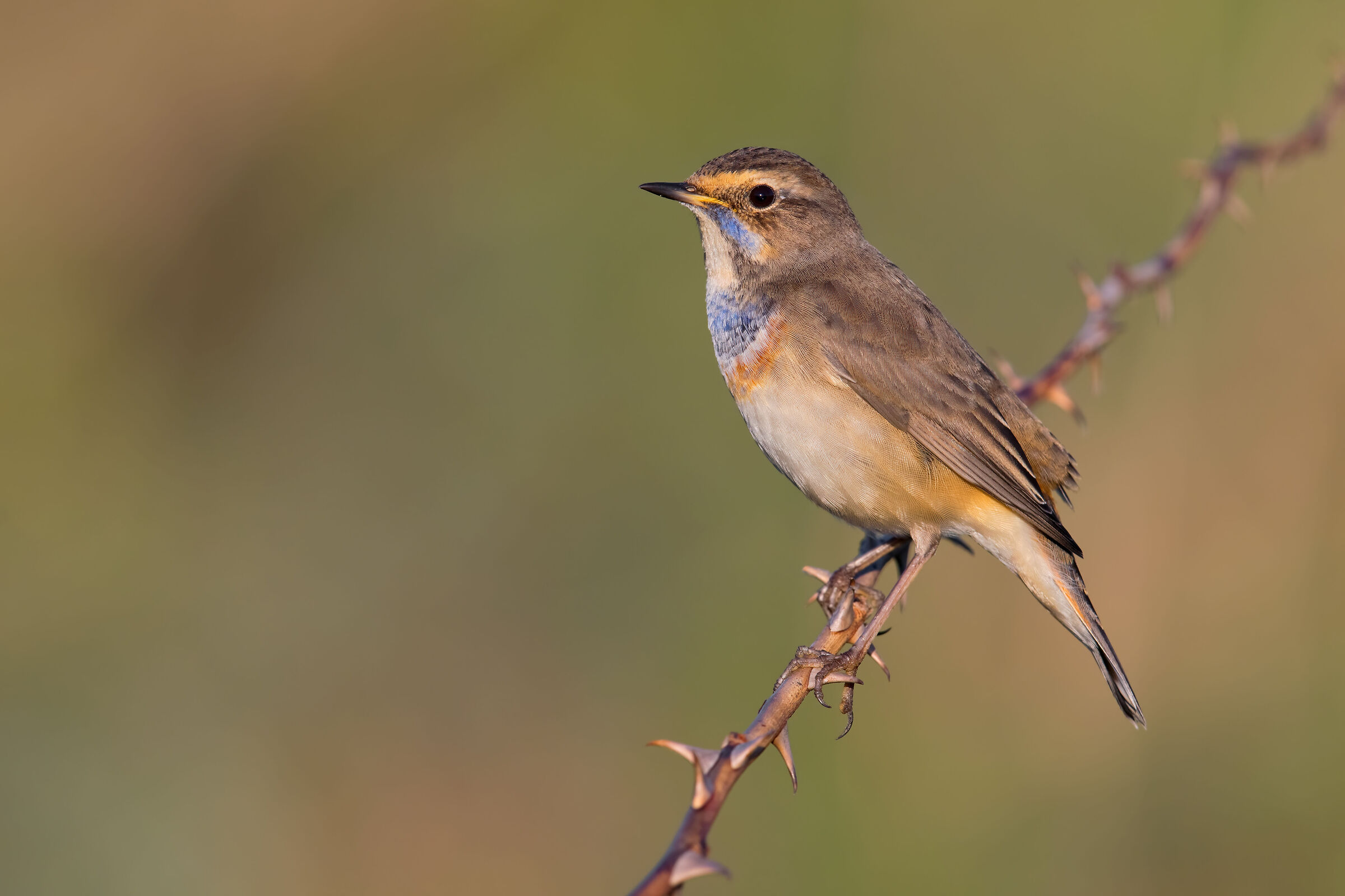 Bluethroat