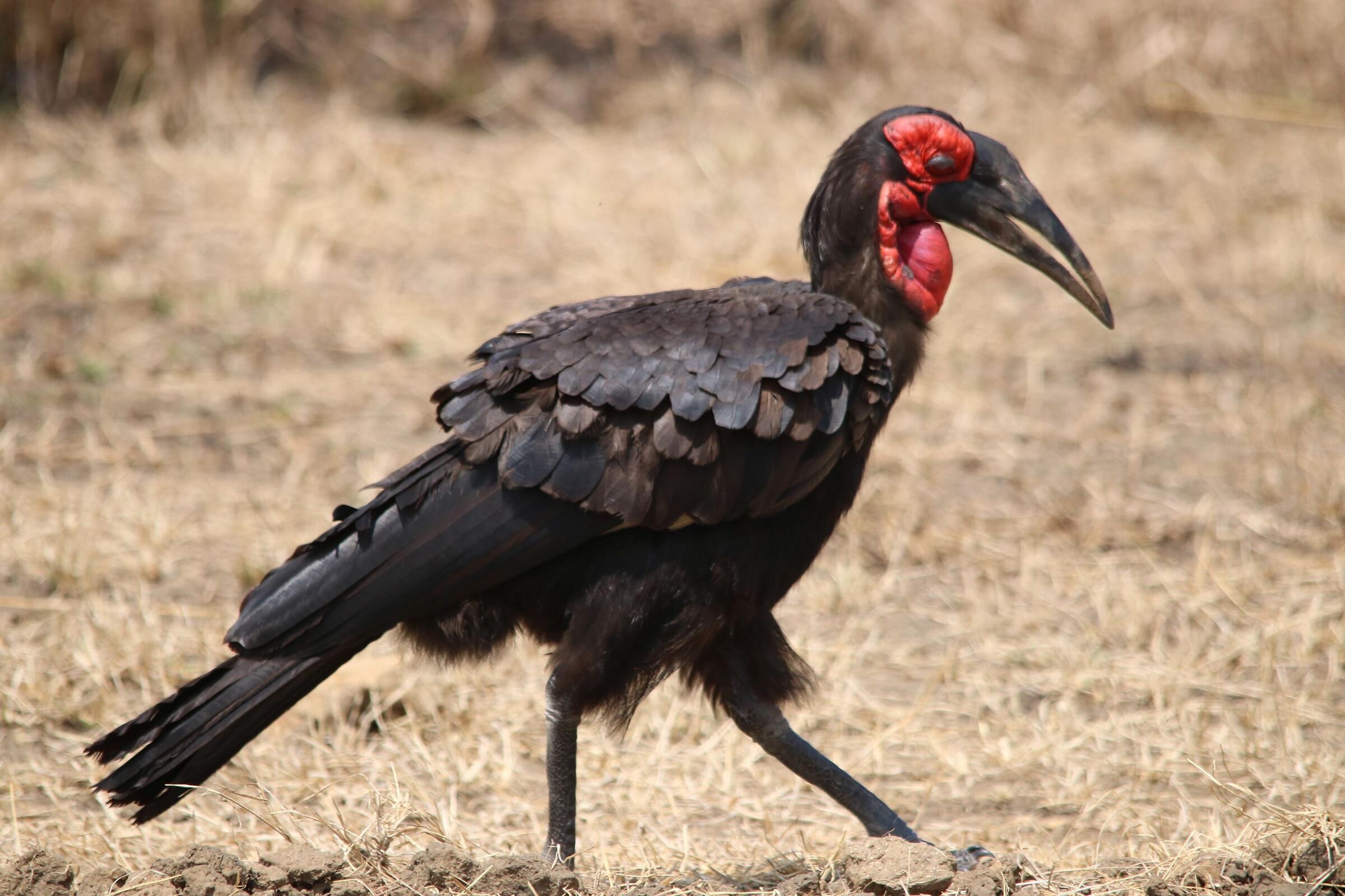 Abyssinian Groung-Hornbill