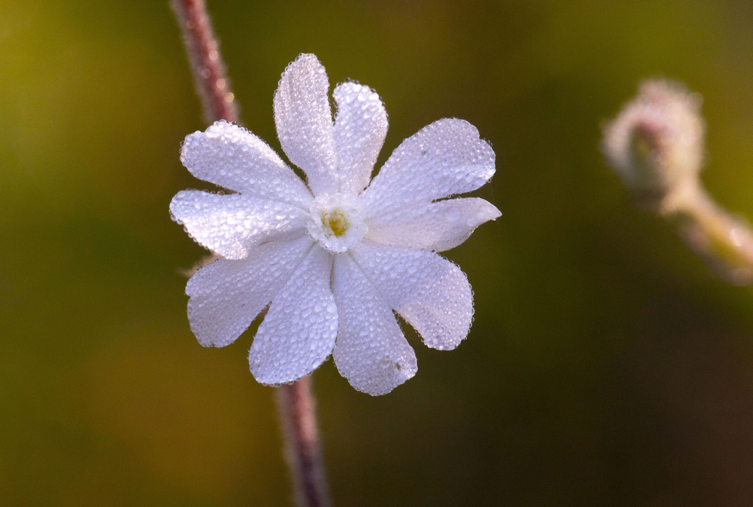 Dew