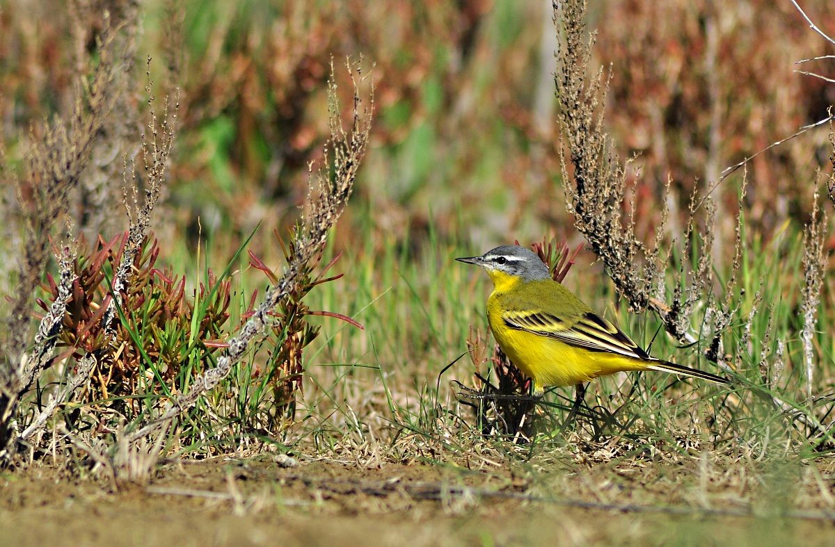 Yellow Wagtail