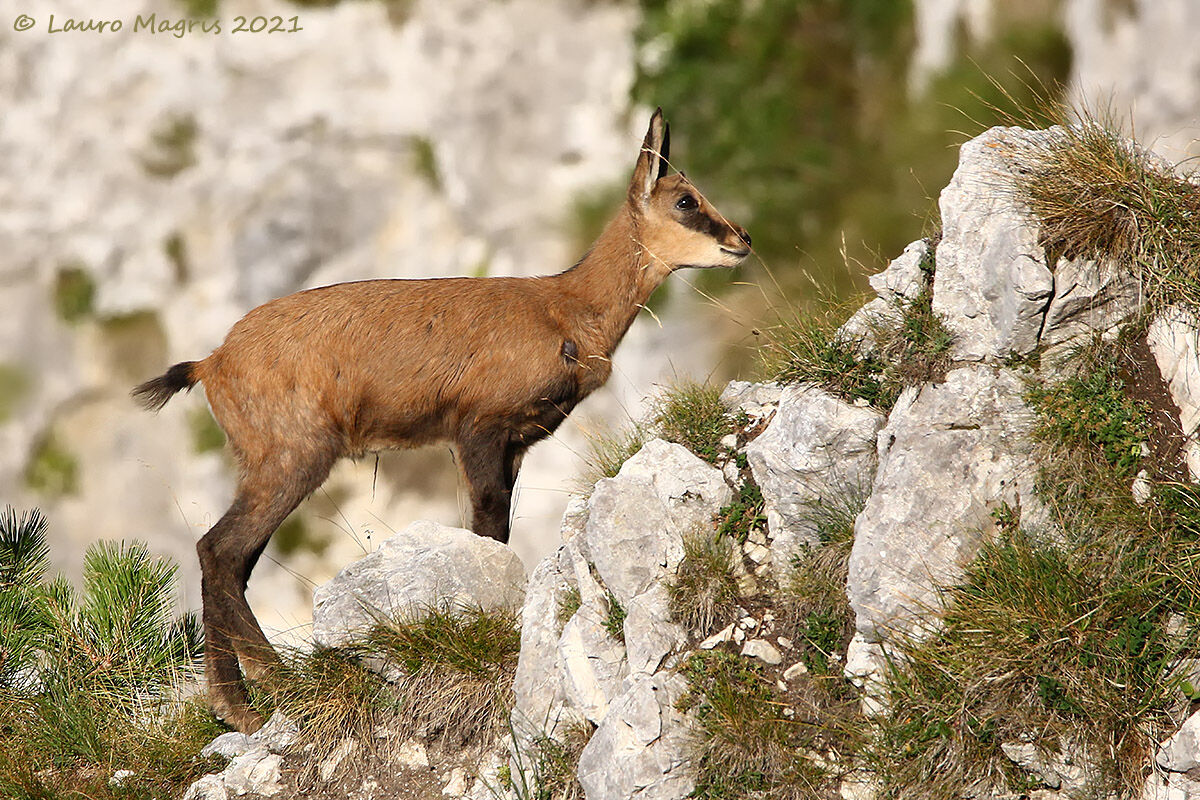Il piccolo esploratore