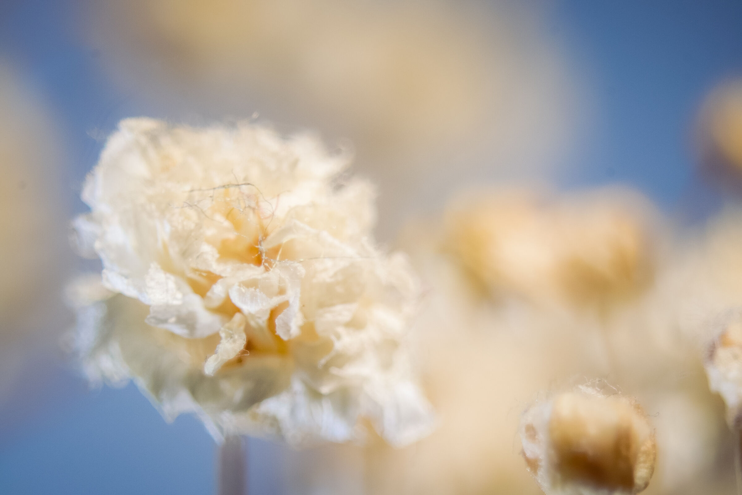 The beauty of the corpse bridal fleece 3