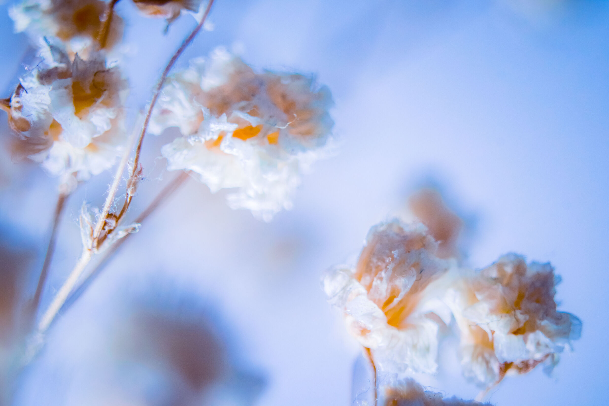 The beauty of the corpse bridal fleece 3