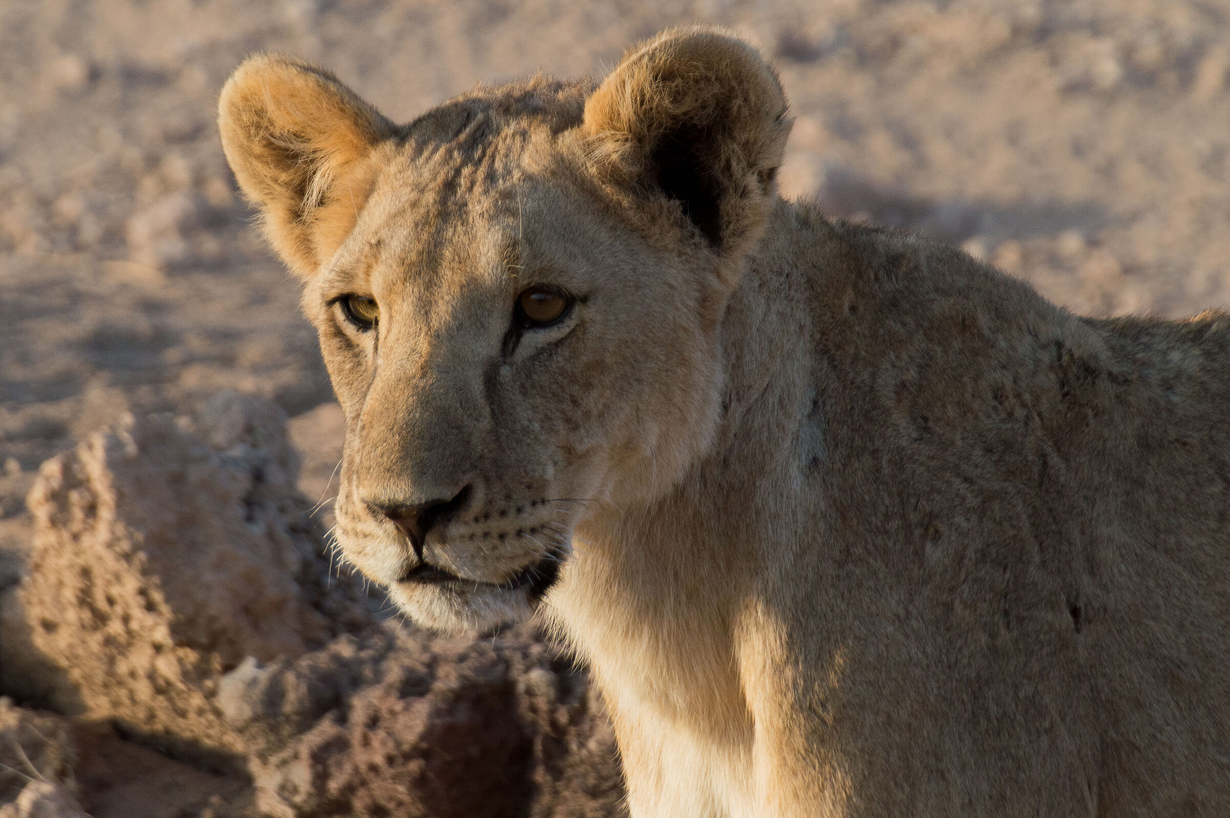 Lion cub