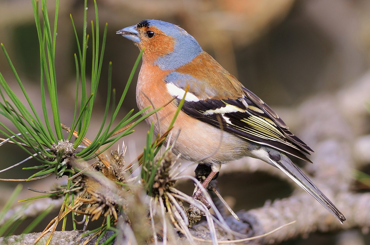 Chaffinch / Fringilla coelebs