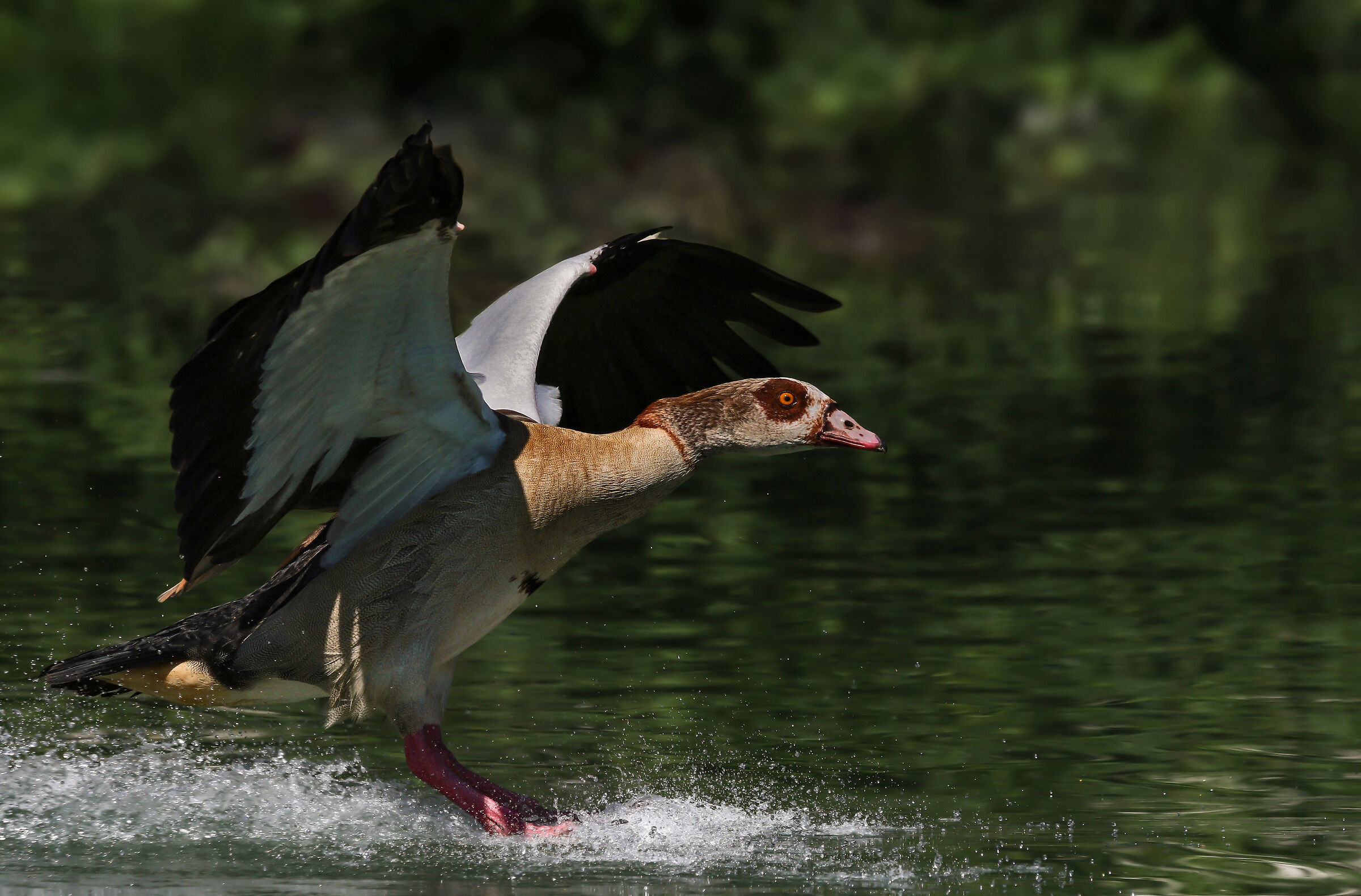 Egyptian goose landing
