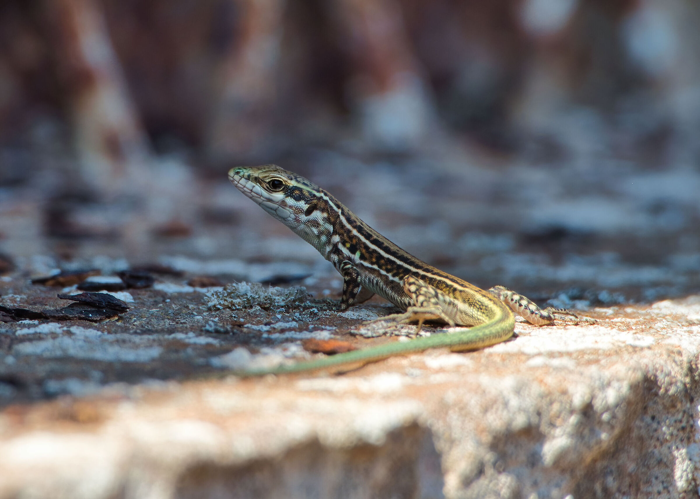 From prehistoric times