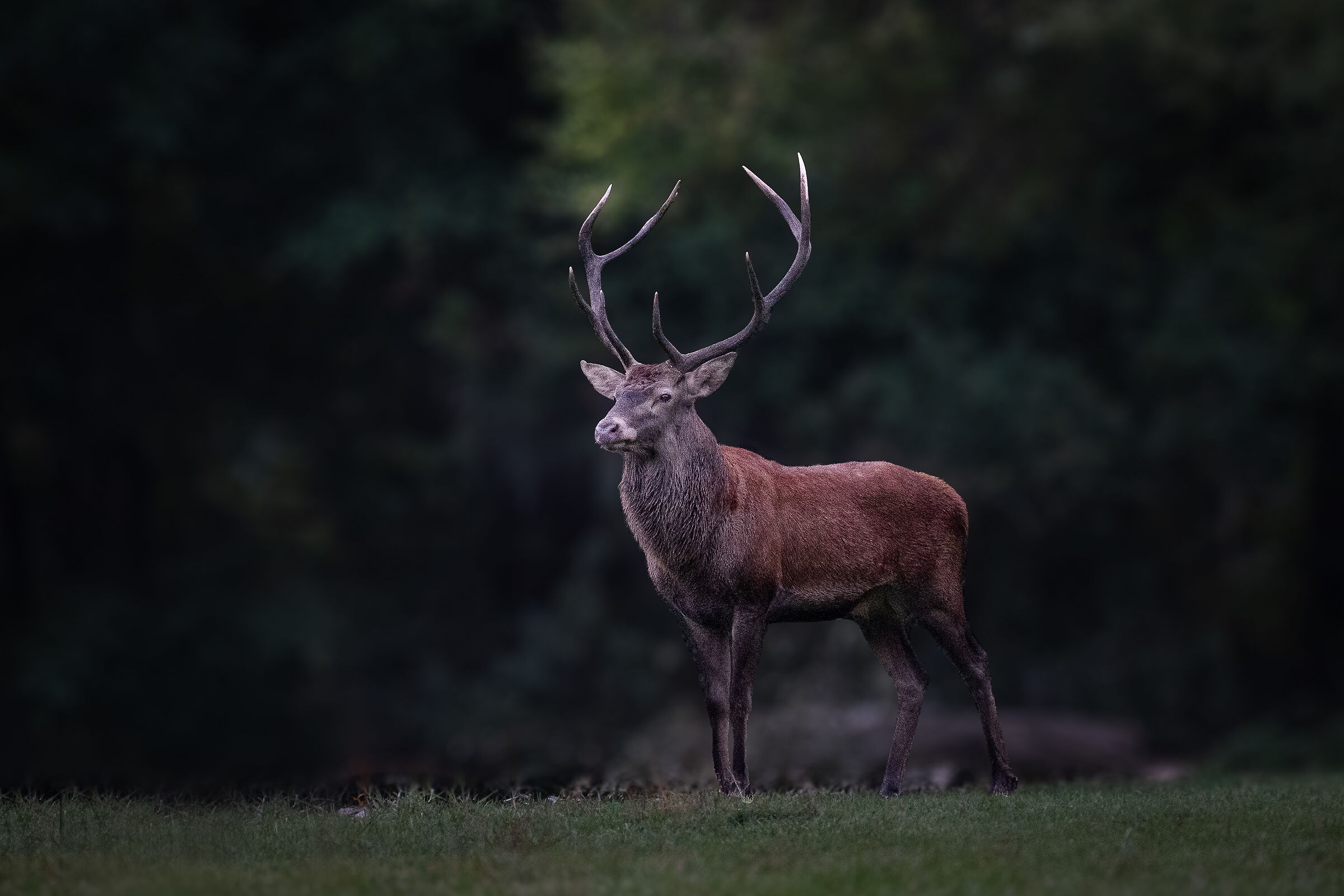 Cervus elaphus hippelaphus
