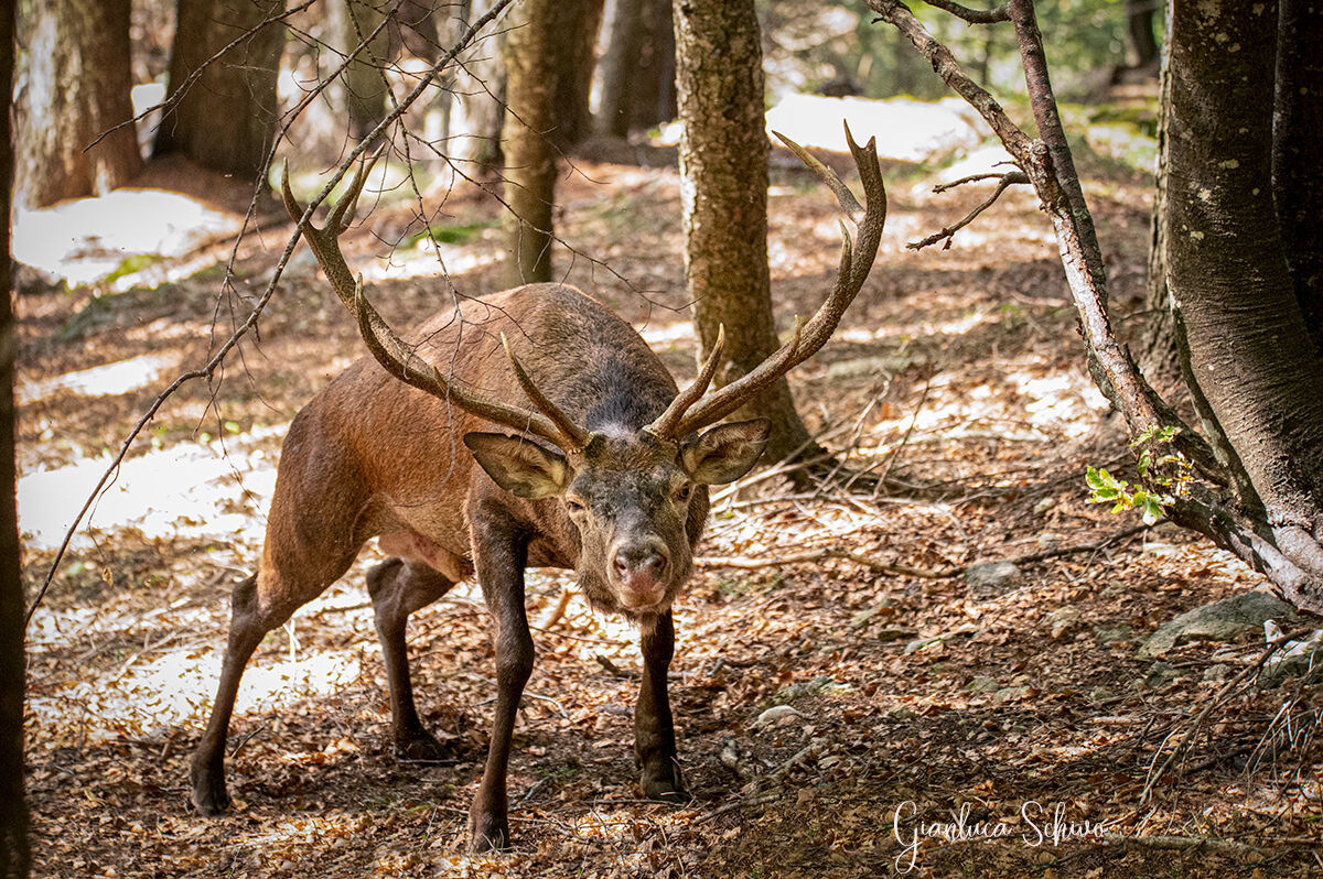 Atteggiamenti minacciosi