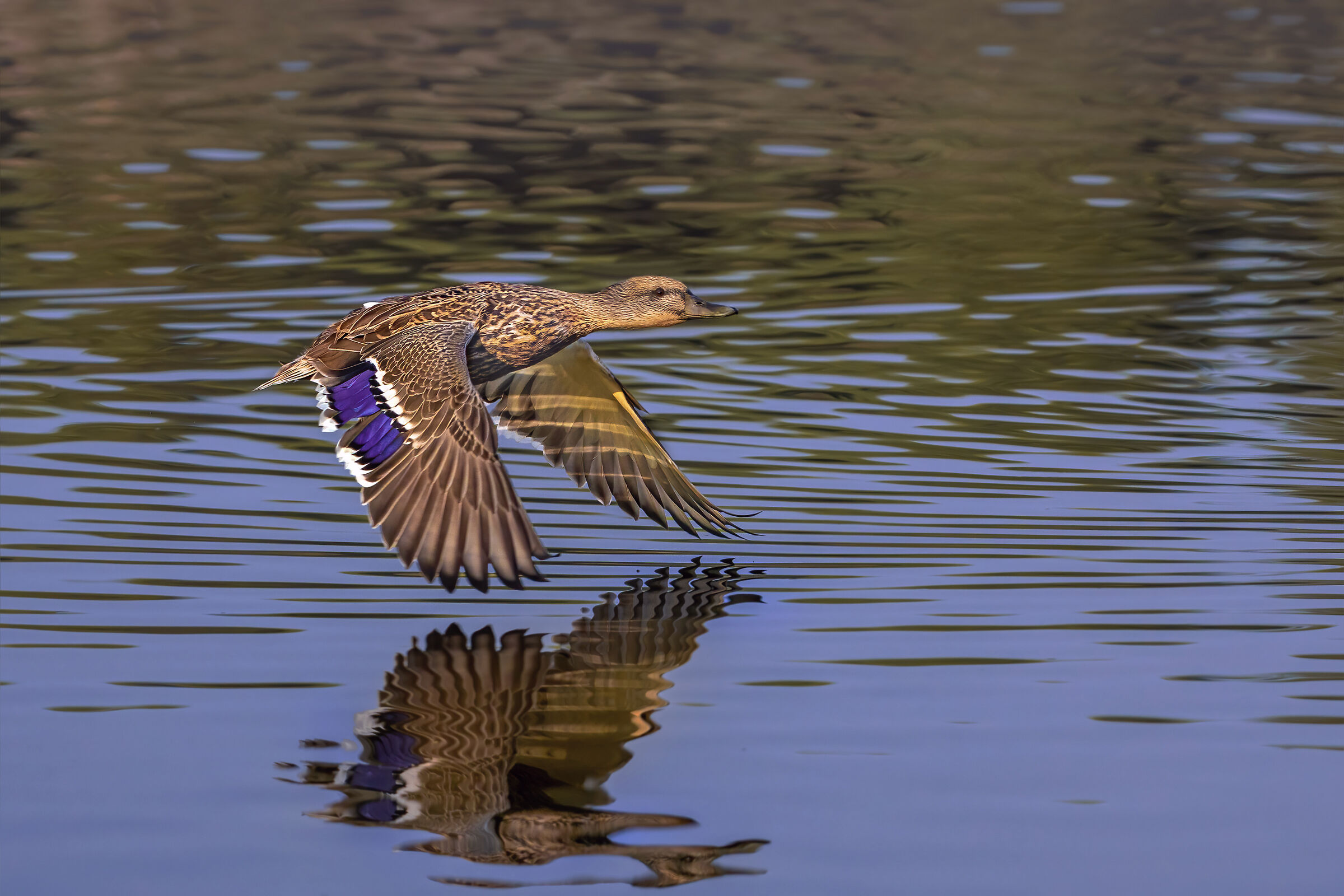 Female duck in flight