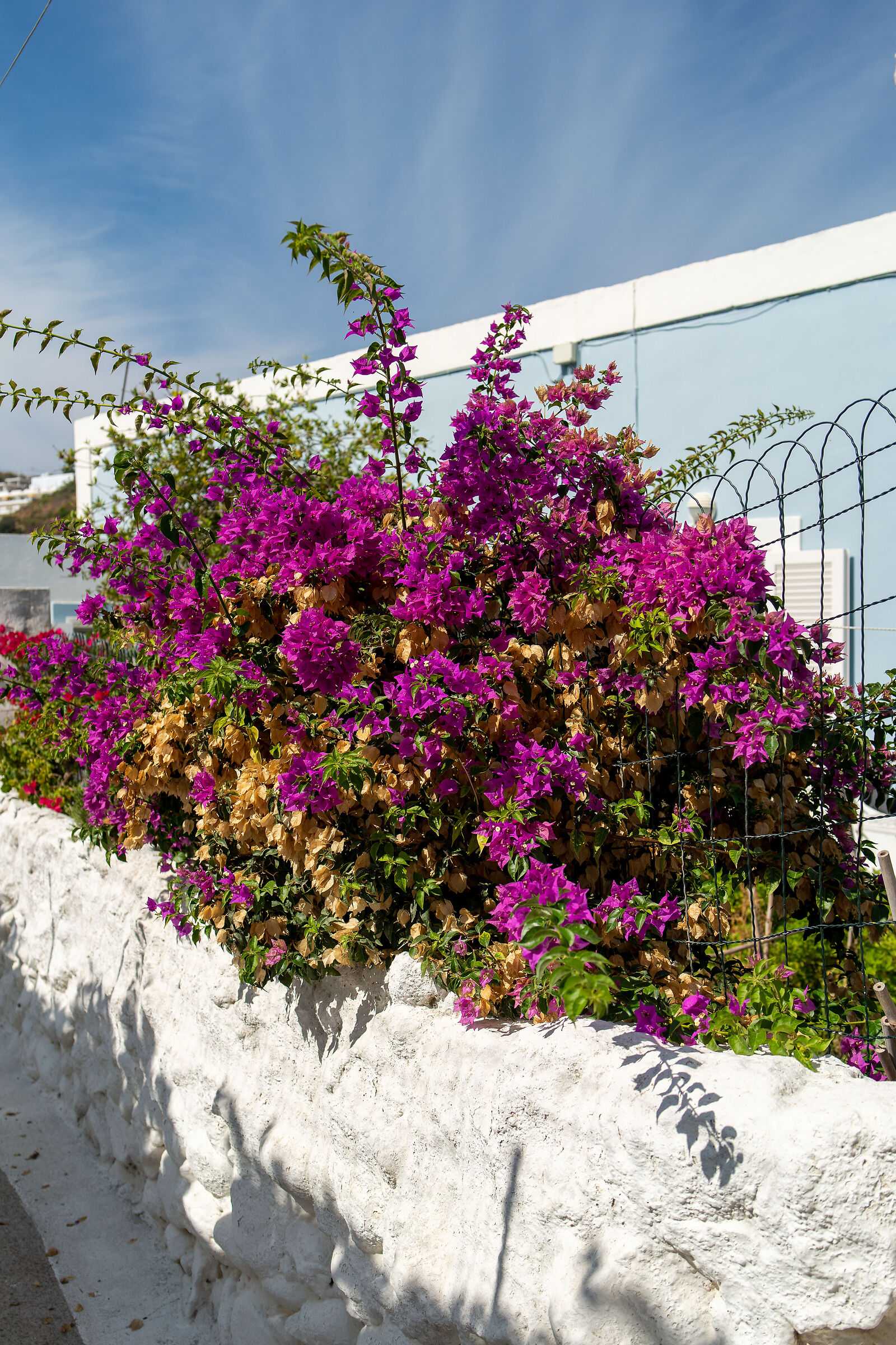 Bougainvillea to Ponza
