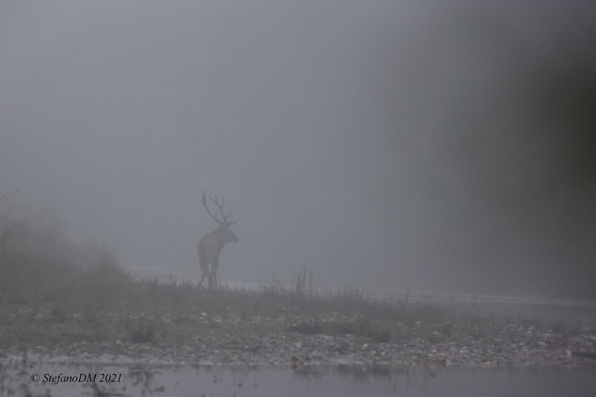 The Ghost