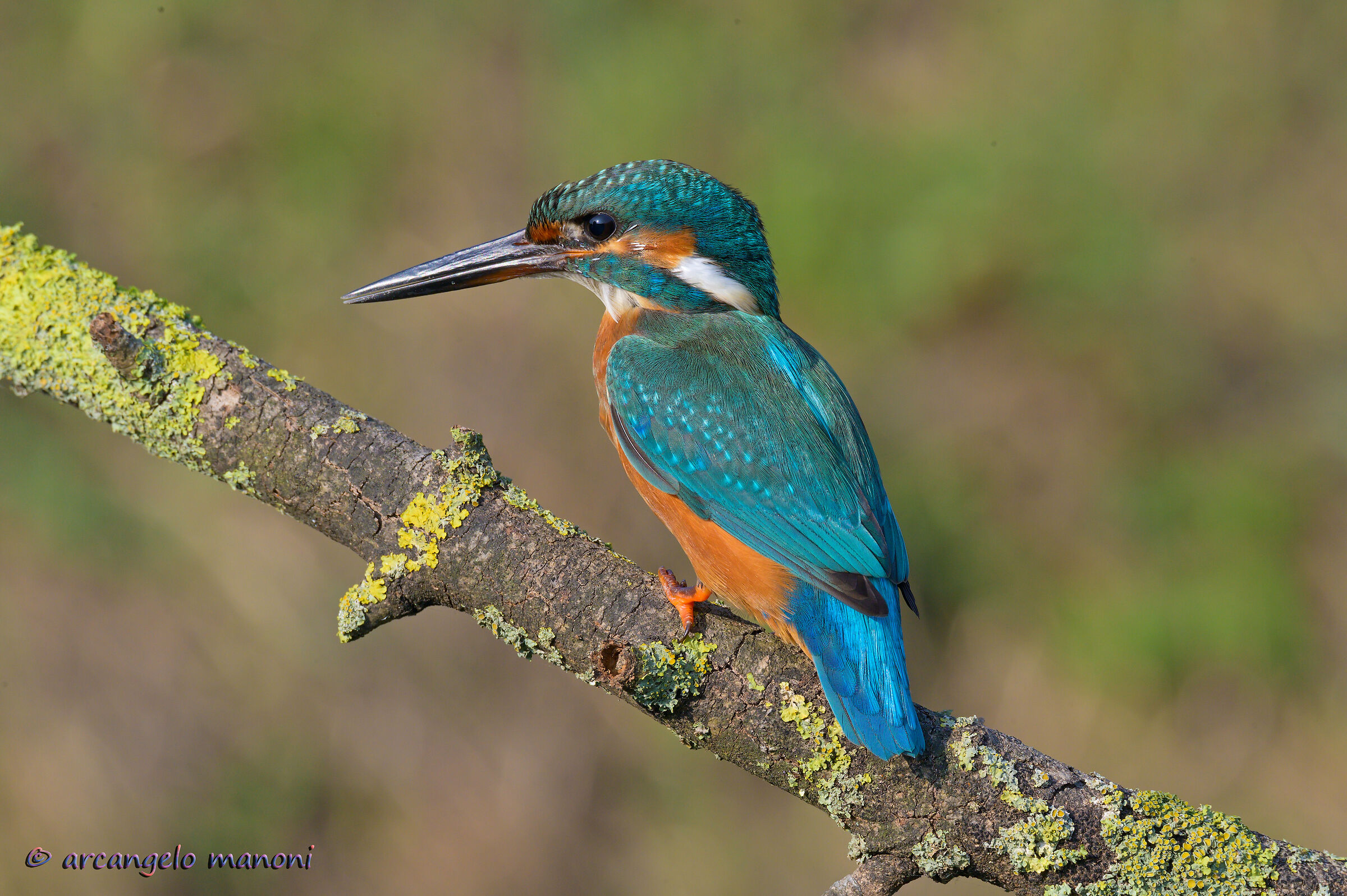 A martin for St. Michael the Archangel
