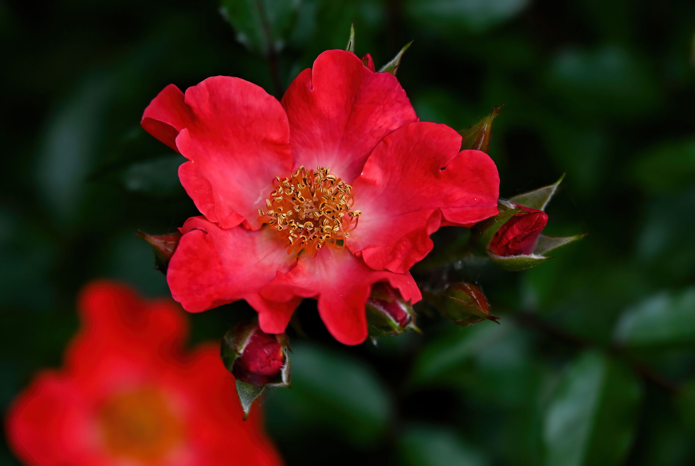 Rosa cannella