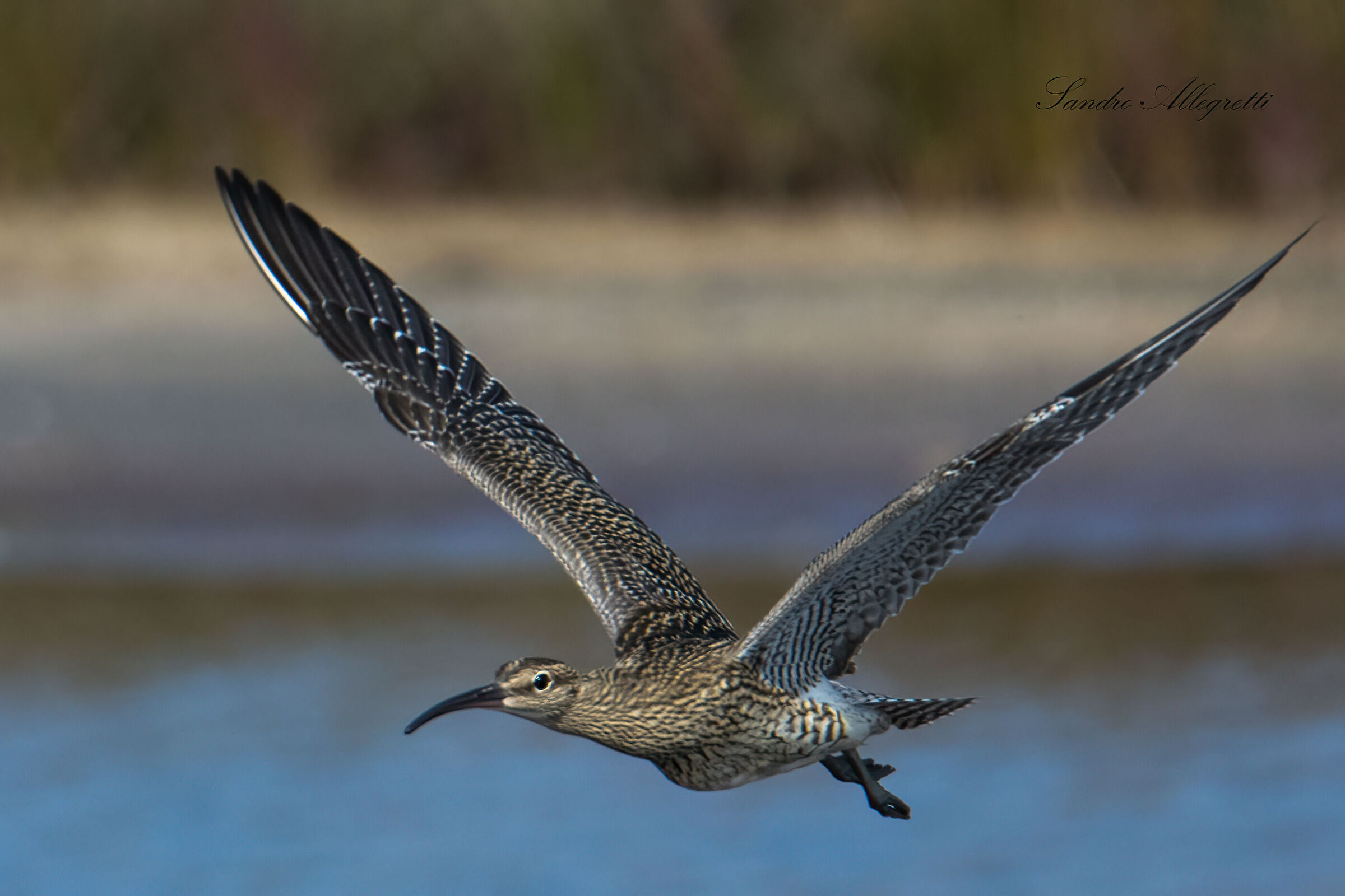 The small chiurlo (Numenius phaeopus)
